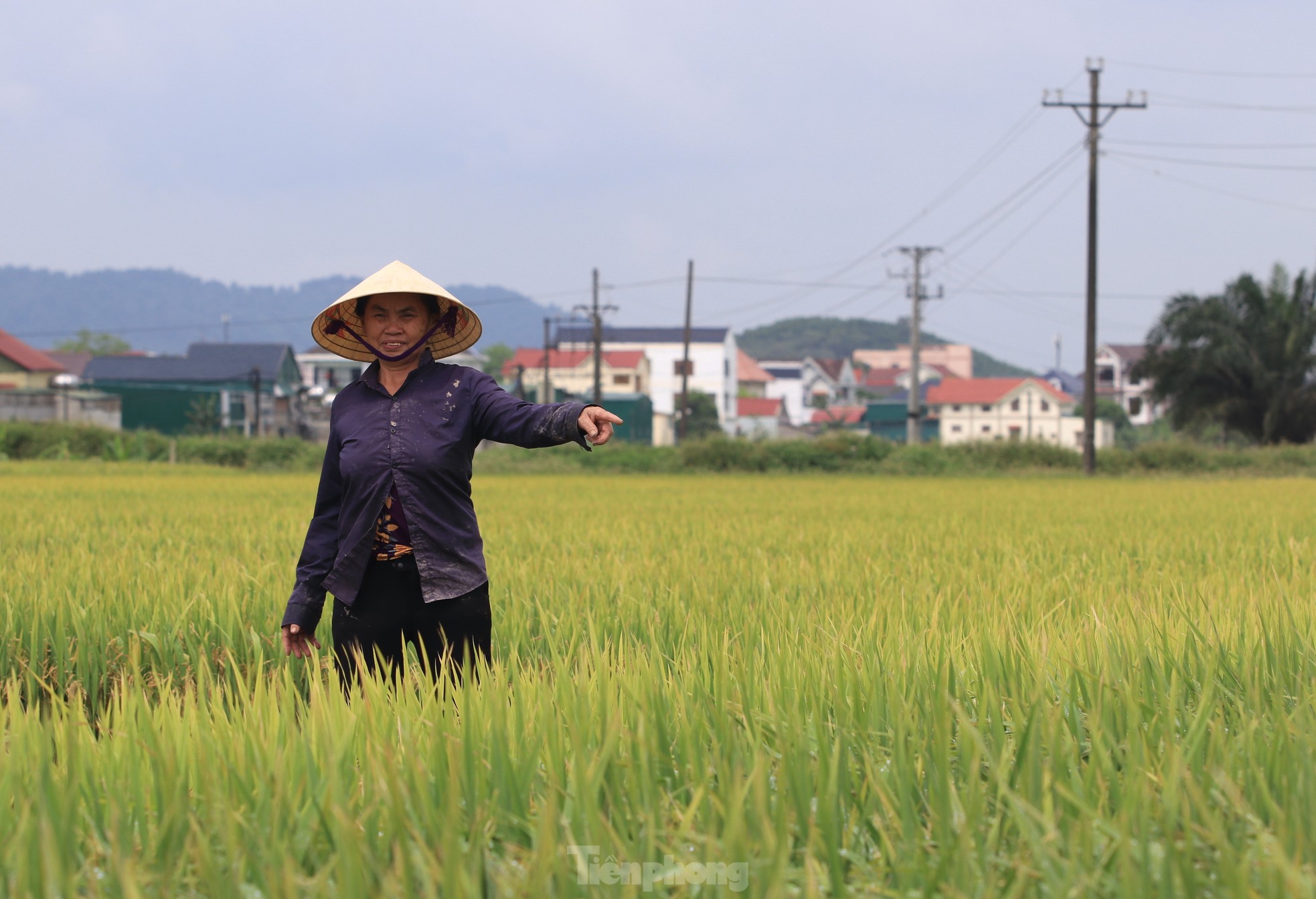 Nông dân 'đứng ngồi không yên' vì nguy cơ mất trắng hơn 150ha lúa ảnh 2