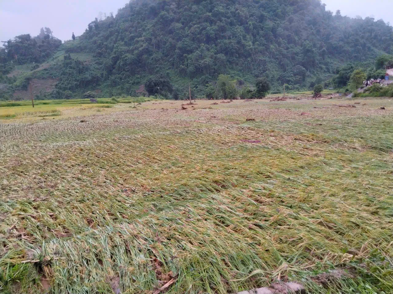 Bộ đội Biên phòng cùng người dân thu hoạch lúa sau lũ quét ảnh 2