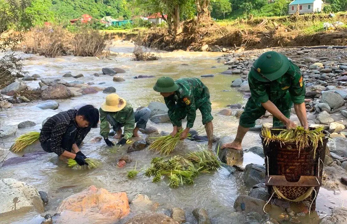 Bộ đội Biên phòng cùng người dân thu hoạch lúa sau lũ quét ảnh 7