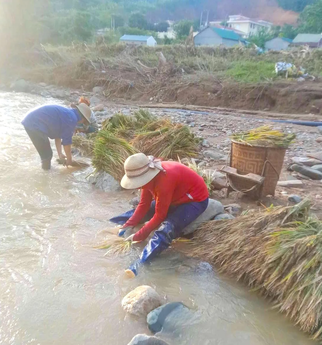 Bộ đội Biên phòng cùng người dân thu hoạch lúa sau lũ quét ảnh 5