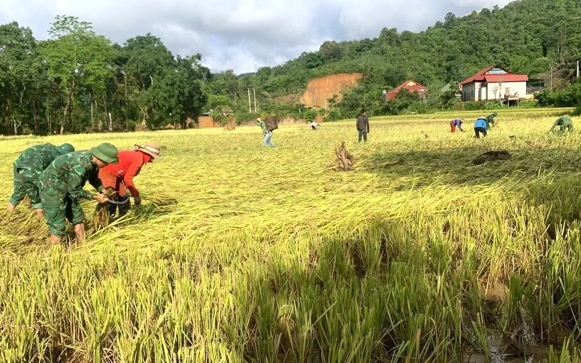 Bộ đội Biên phòng cùng người dân thu hoạch lúa sau lũ quét ảnh 1