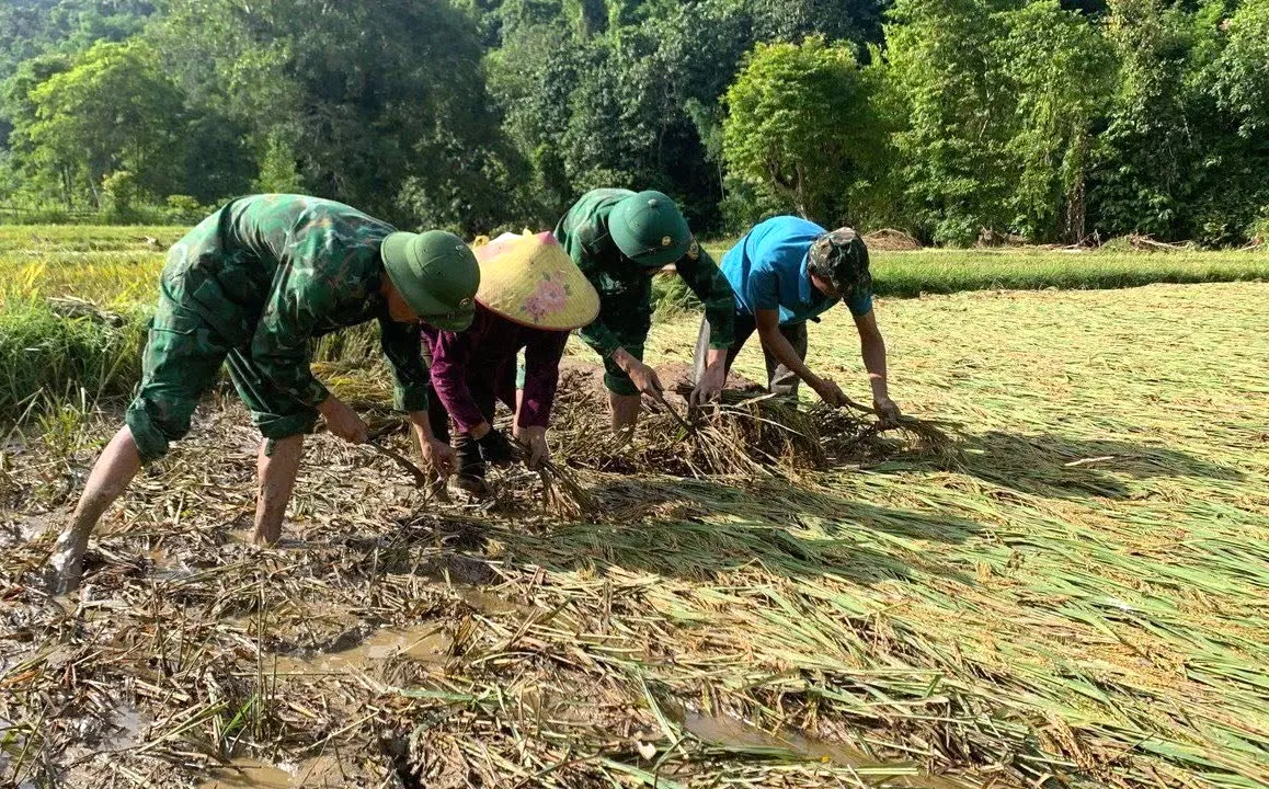 Bộ đội Biên phòng cùng người dân thu hoạch lúa sau lũ quét ảnh 6