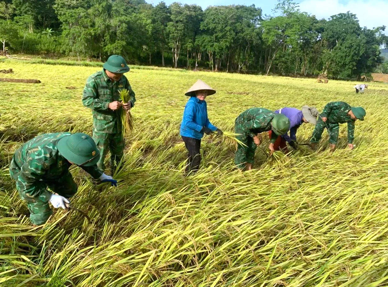 Bộ đội Biên phòng cùng người dân thu hoạch lúa sau lũ quét ảnh 8