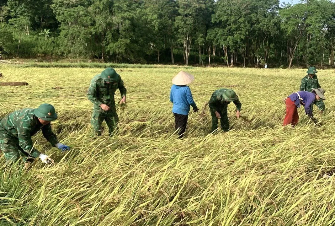 Bộ đội Biên phòng cùng người dân thu hoạch lúa sau lũ quét ảnh 9