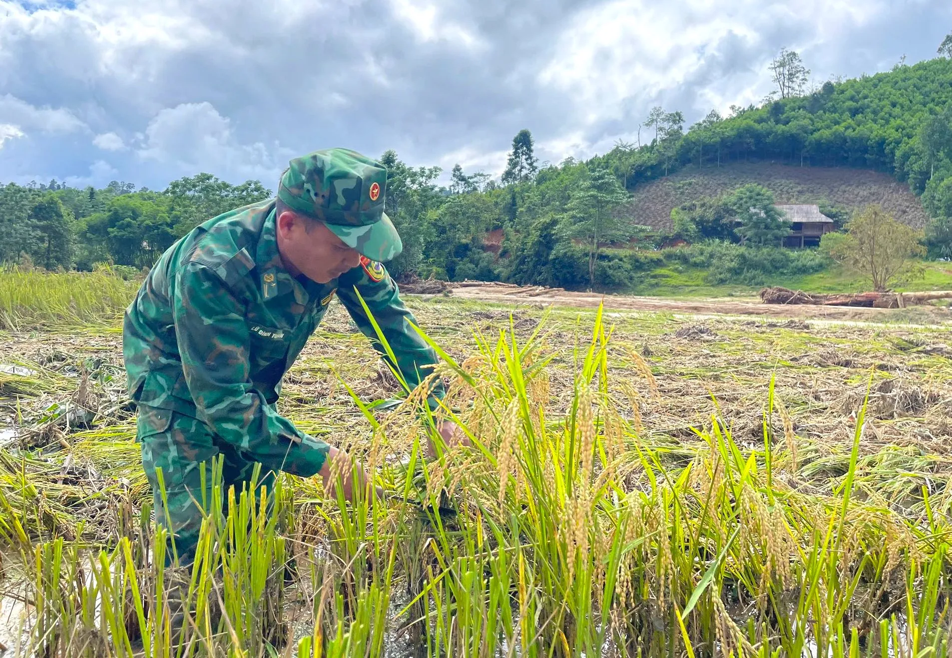 Bộ đội Biên phòng cùng người dân thu hoạch lúa sau lũ quét ảnh 12