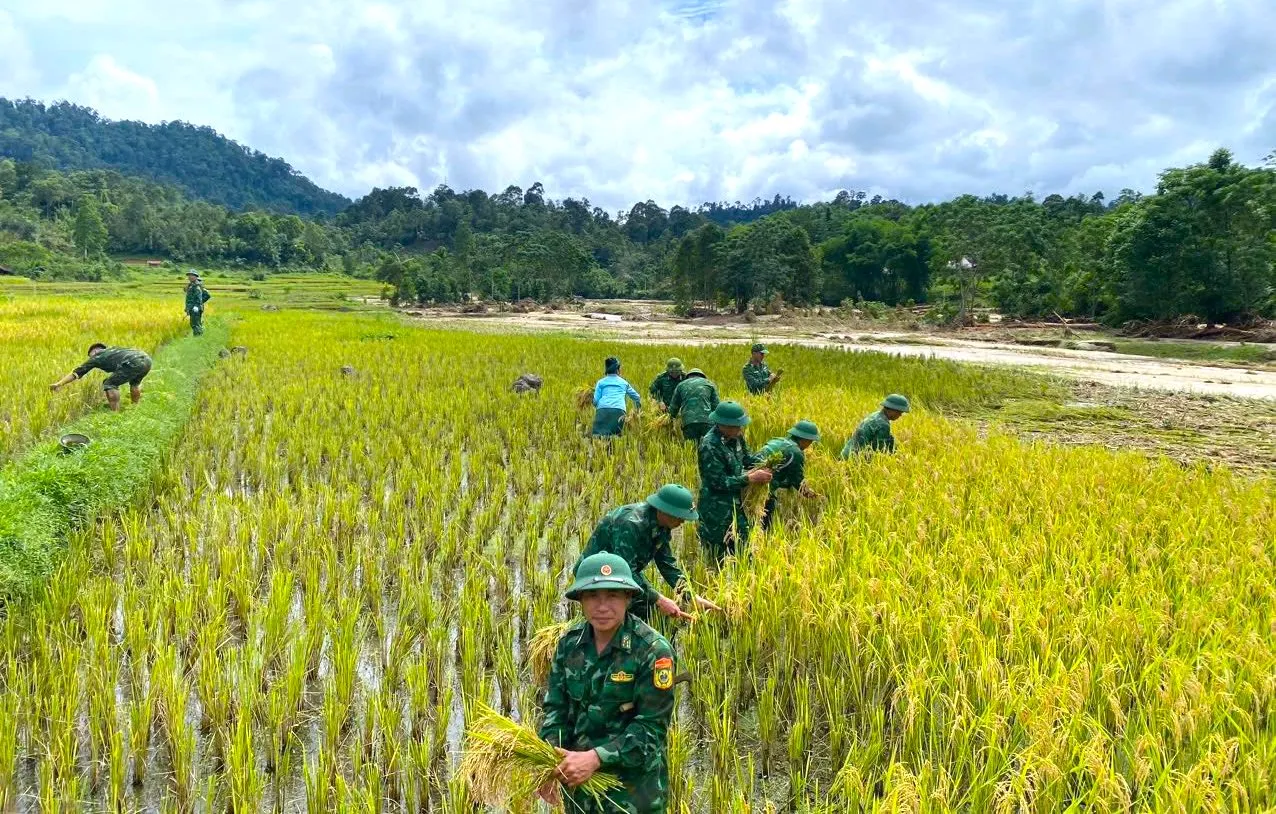 Bộ đội Biên phòng cùng người dân thu hoạch lúa sau lũ quét ảnh 13