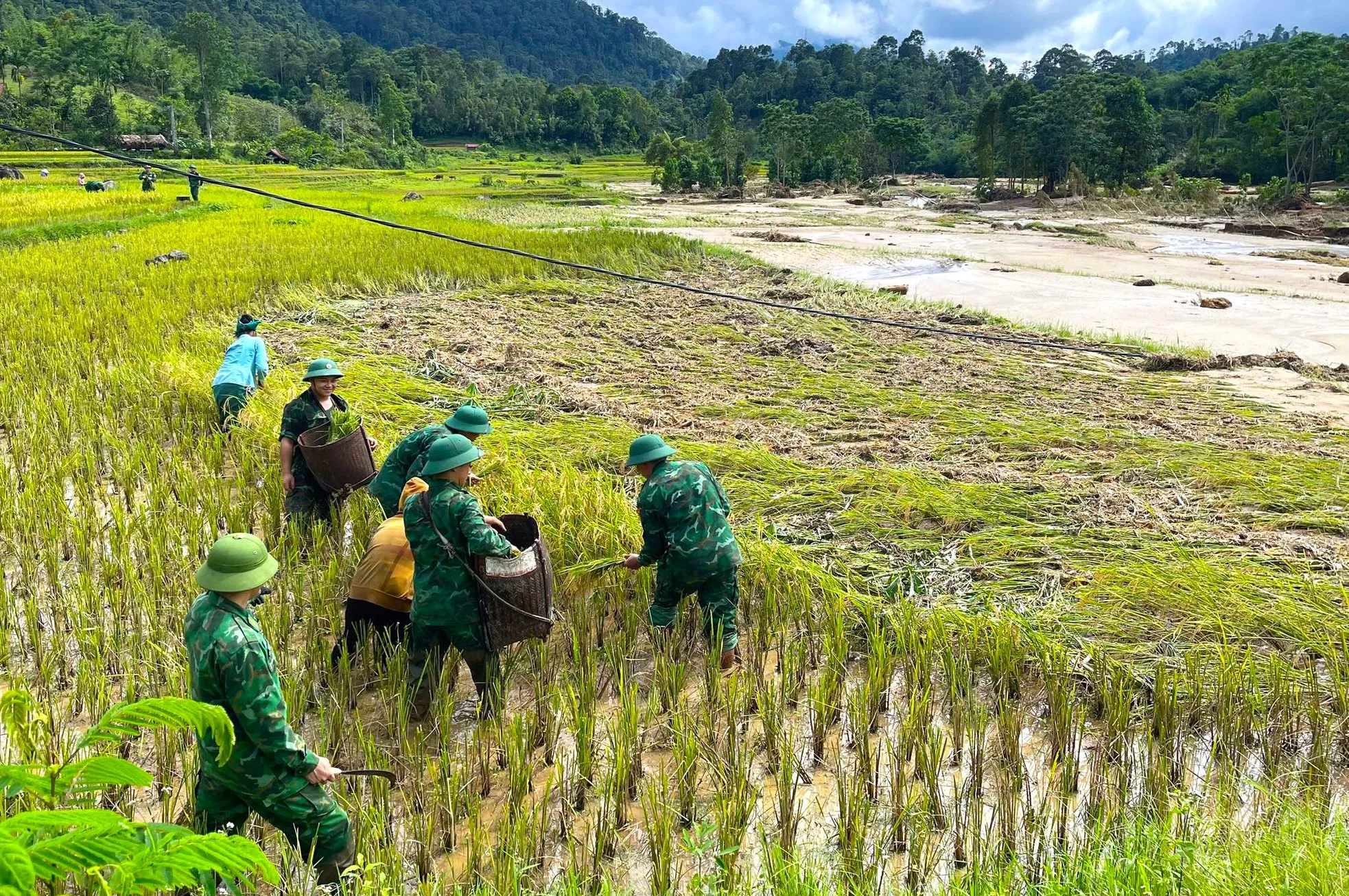 Bộ đội Biên phòng cùng người dân thu hoạch lúa sau lũ quét ảnh 10