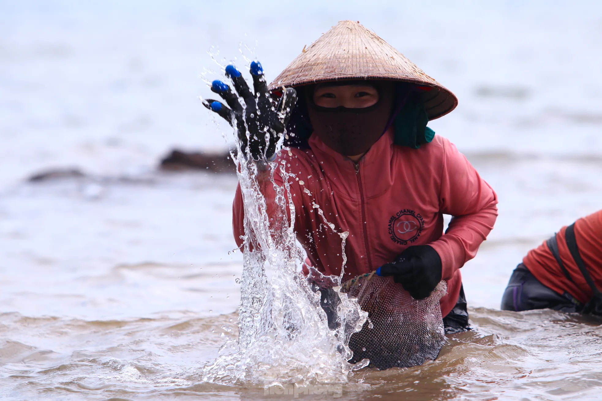 Ngụp lặn với sóng nước, kiếm nửa triệu mỗi ngày từ rong biển ảnh 6