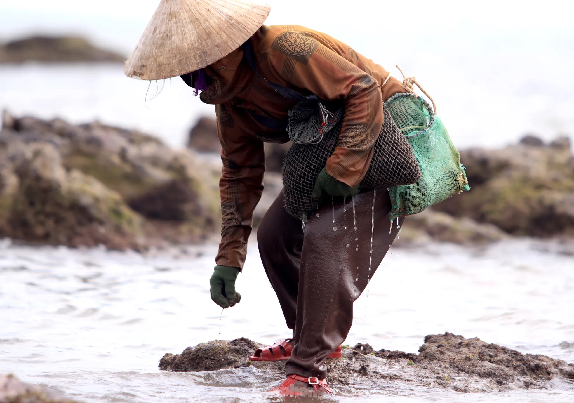 Ngụp lặn với sóng nước, kiếm nửa triệu mỗi ngày từ rong biển ảnh 8