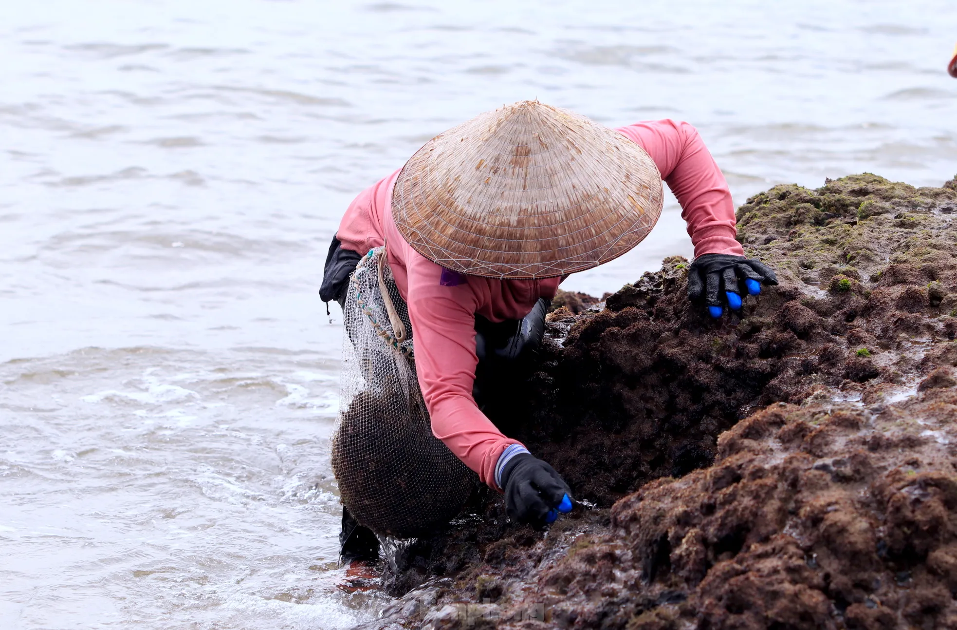 Ngụp lặn với sóng nước, kiếm nửa triệu mỗi ngày từ rong biển ảnh 3