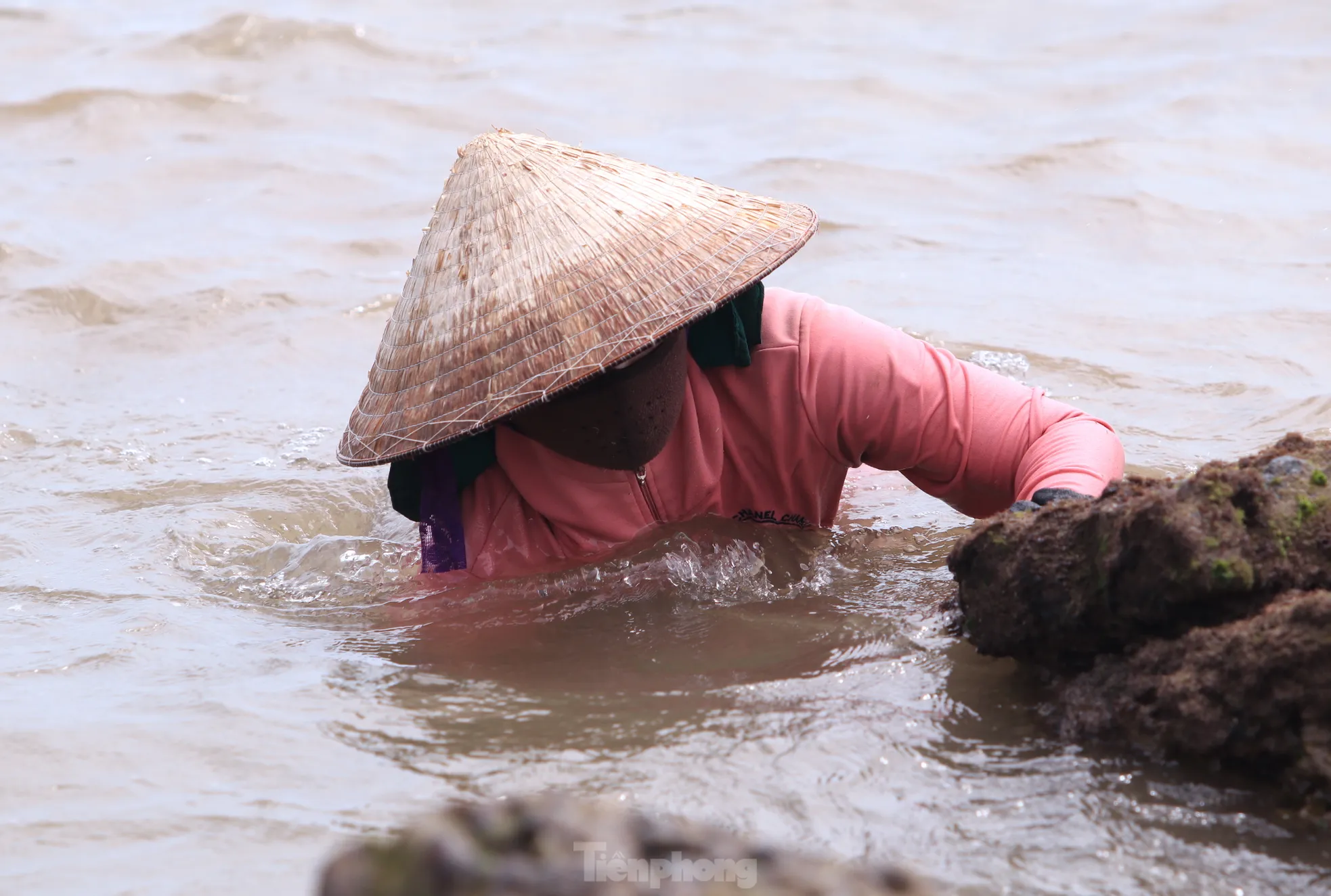 Ngụp lặn với sóng nước, kiếm nửa triệu mỗi ngày từ rong biển ảnh 4