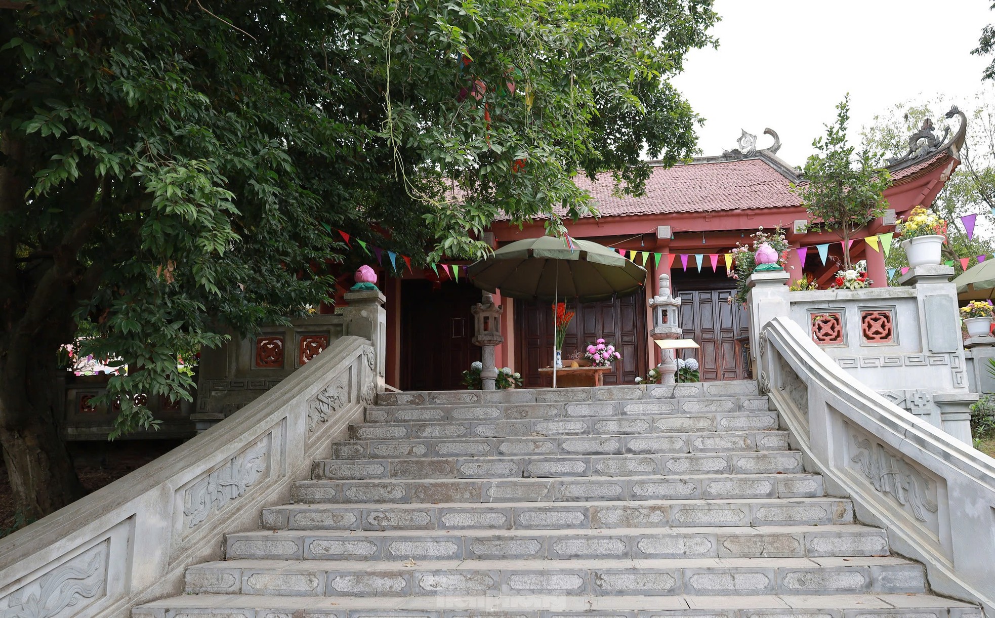 Cây táu bạc có niên đại 2.100 năm, tương truyền trồng từ thời vua Hùng thứ 18 ảnh 2