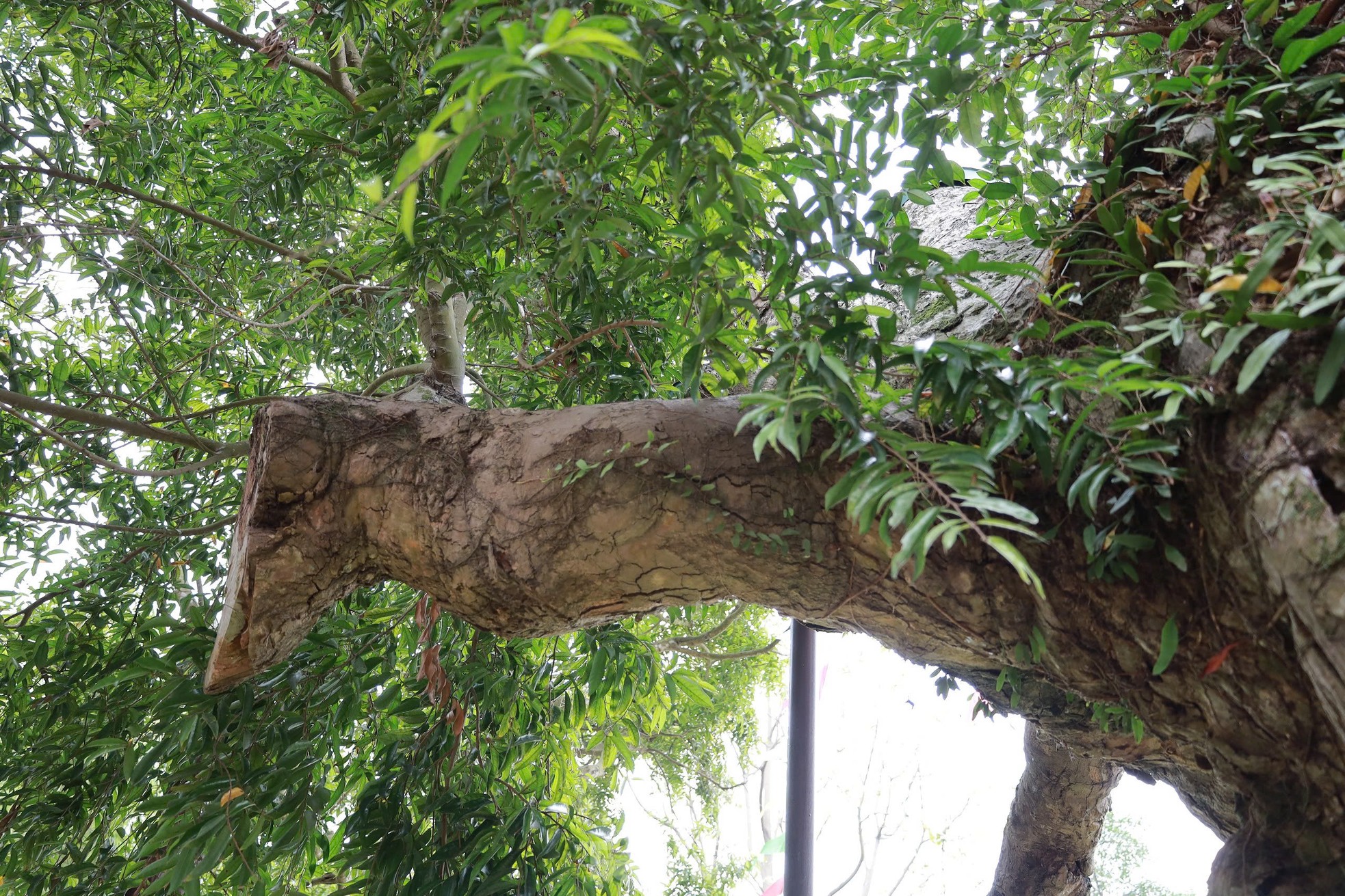 Cây táu bạc có niên đại 2.100 năm, tương truyền trồng từ thời vua Hùng thứ 18 ảnh 13