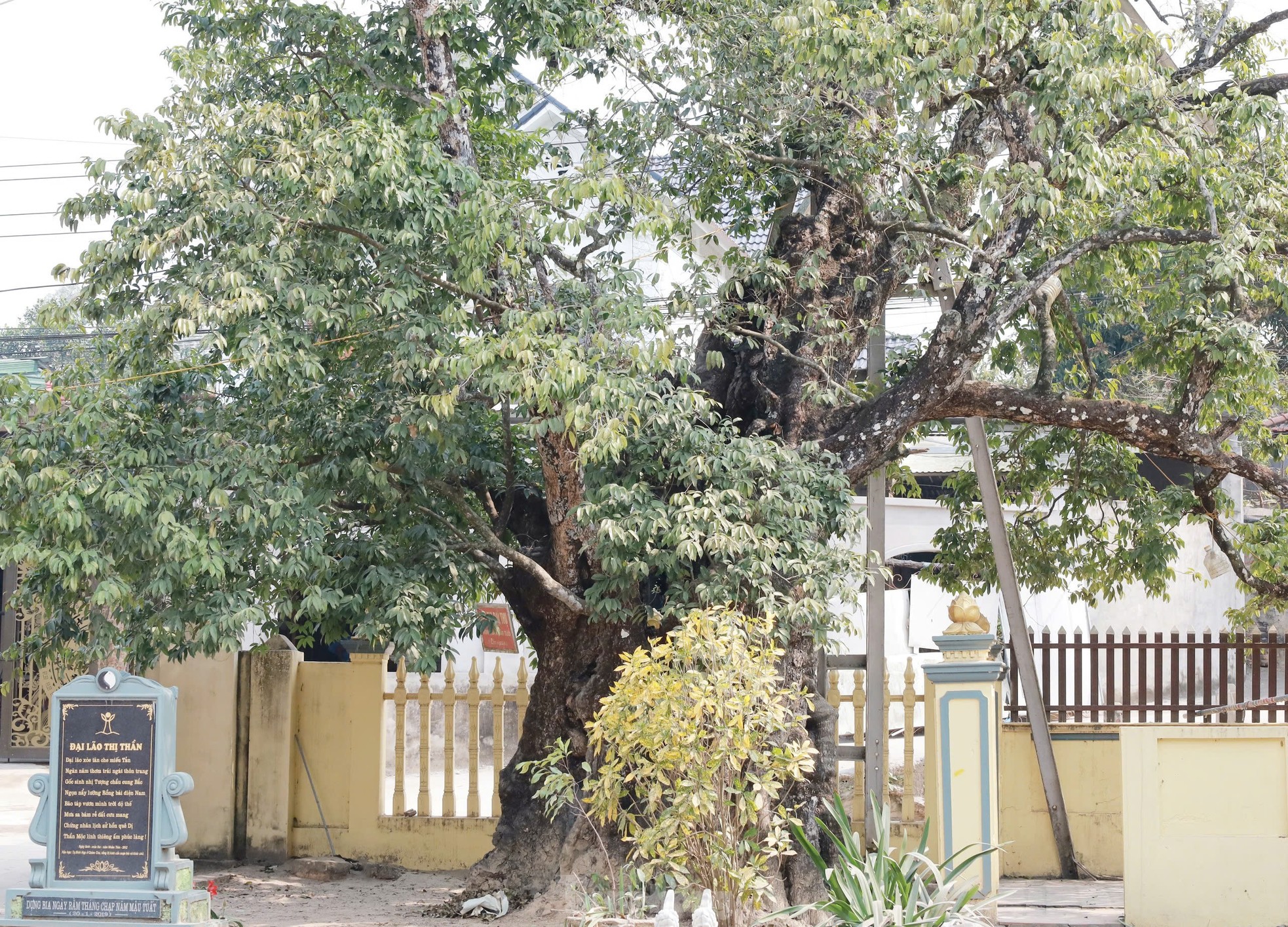 Cây thị nghìn năm trổ ra nguyên hình voi con cưỡi trên lưng voi mẹ ảnh 1