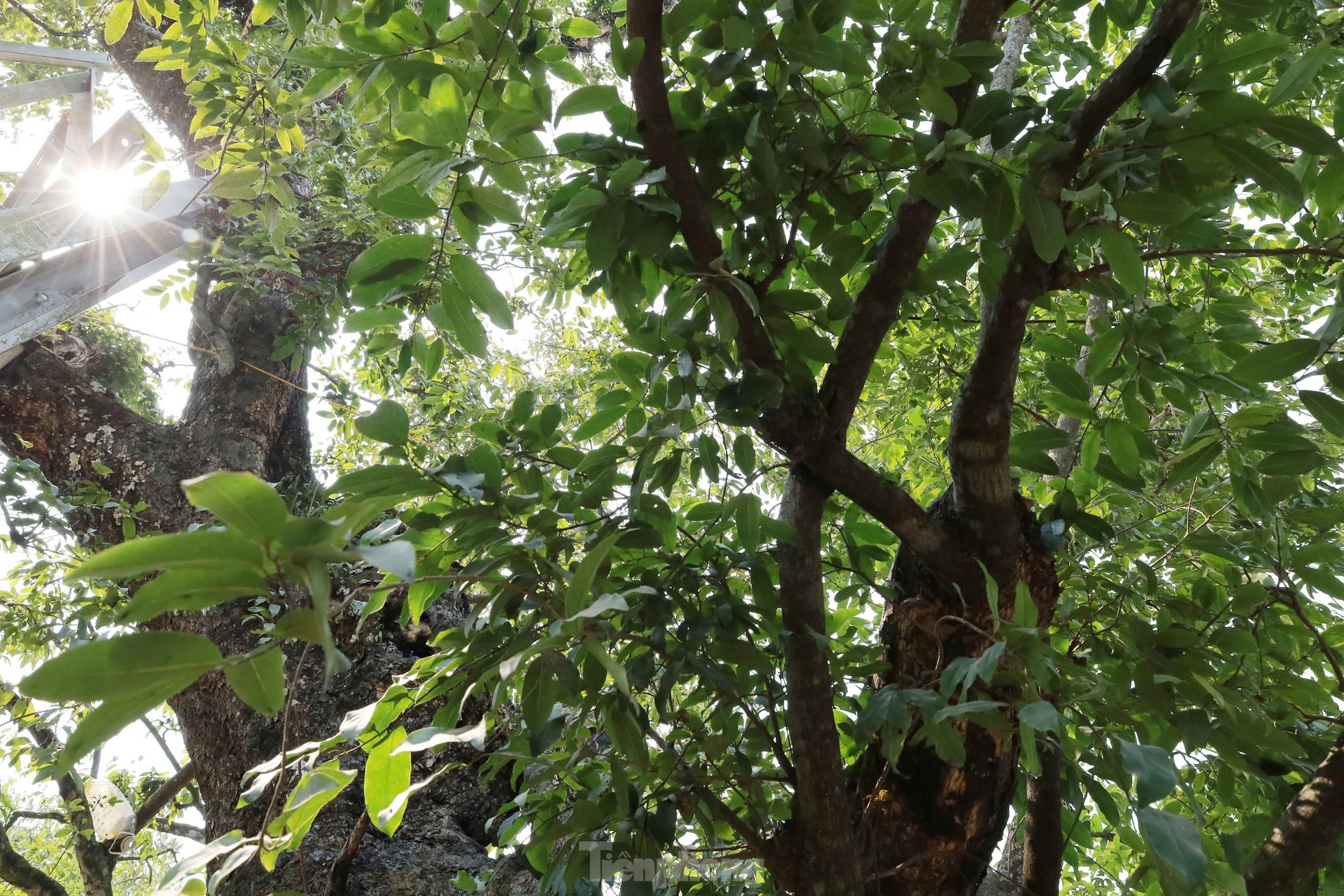 Cây thị nghìn năm trổ ra nguyên hình voi con cưỡi trên lưng voi mẹ ảnh 11