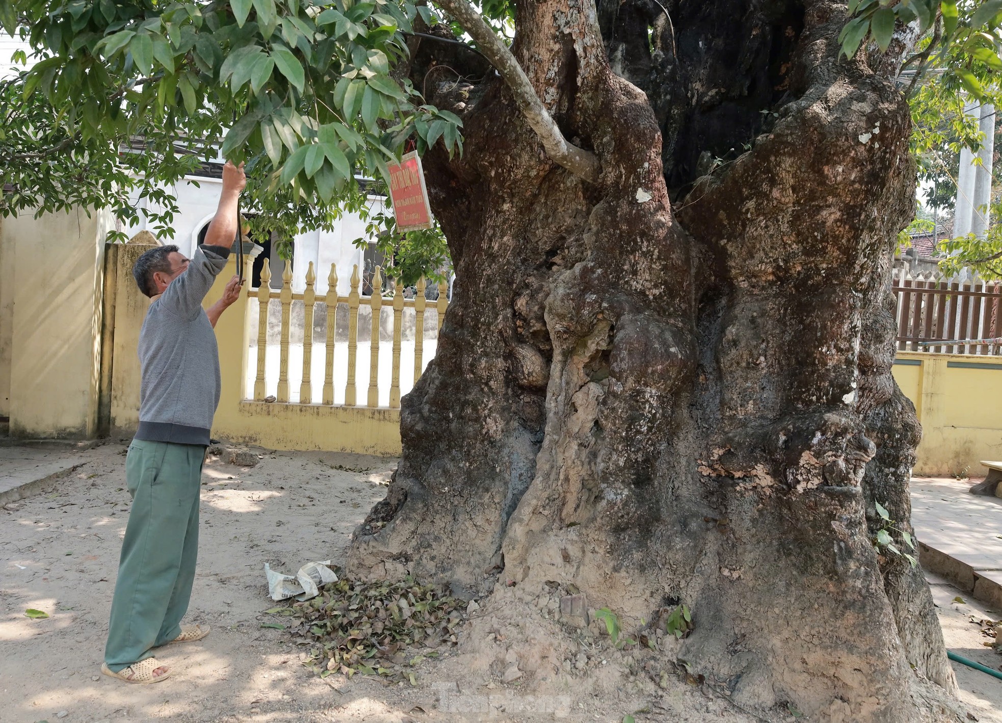 Cây thị nghìn năm trổ ra nguyên hình voi con cưỡi trên lưng voi mẹ ảnh 6
