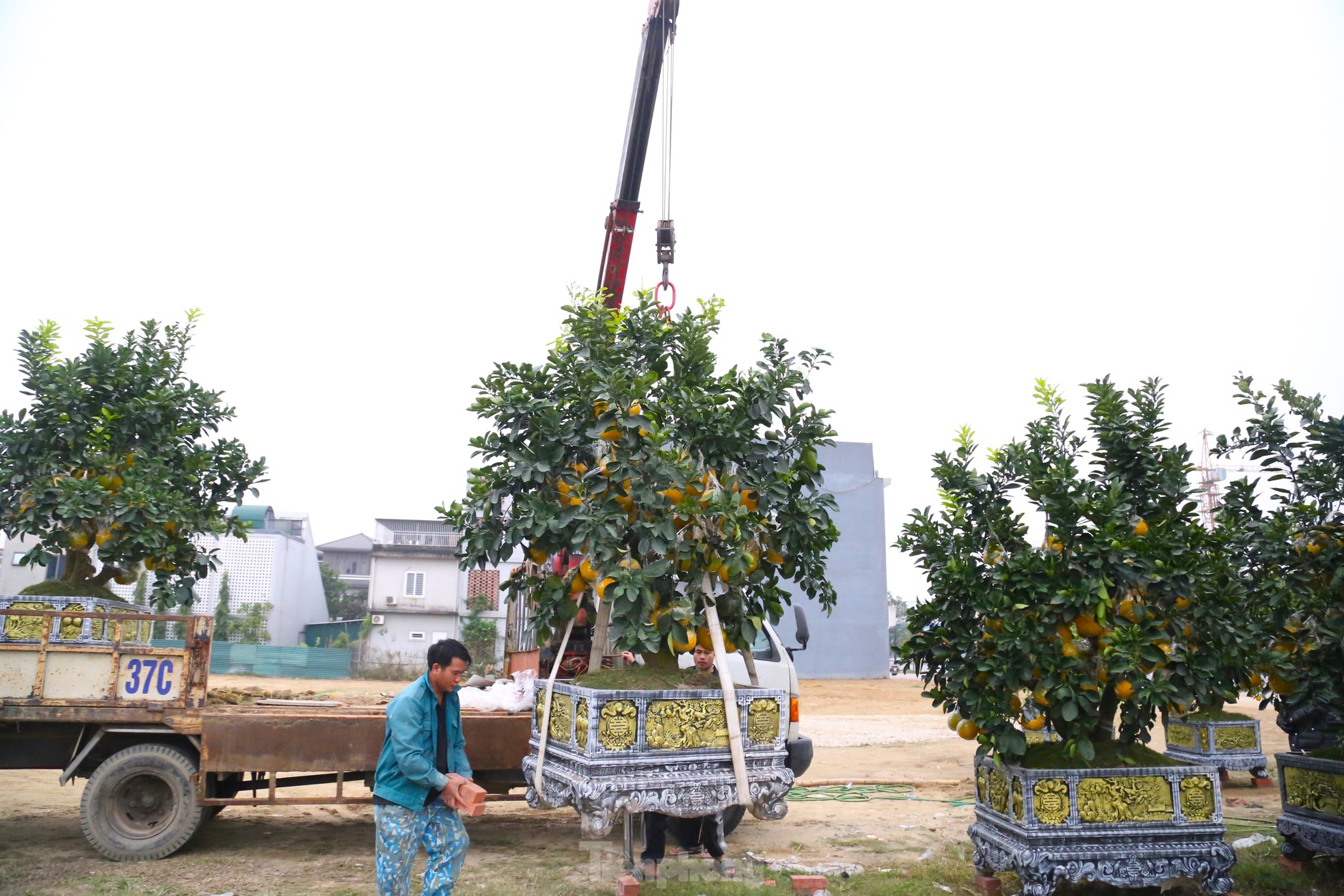 Chanh vàng tứ quý, quýt cảnh ‘đổ bộ’ xuống phố chơi Tết ảnh 7