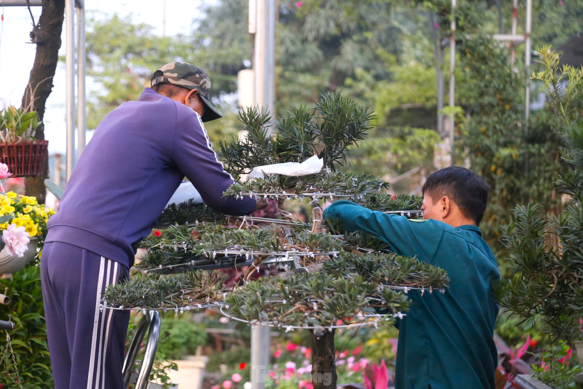 Kiếm tiền triệu mỗi ngày từ nghề ‘làm đẹp' cho cây ảnh 7