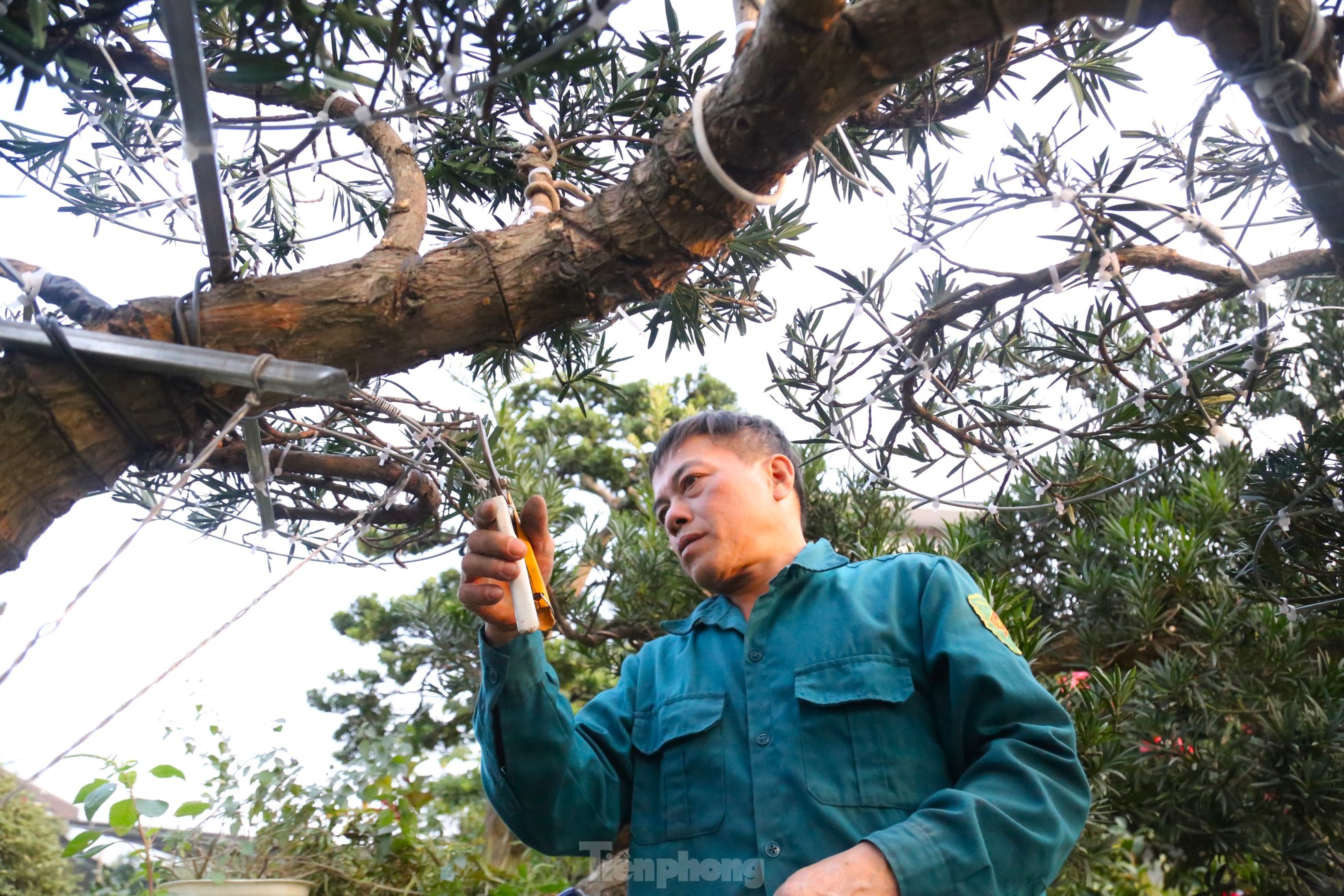 Kiếm tiền triệu mỗi ngày từ nghề ‘làm đẹp' cho cây ảnh 3