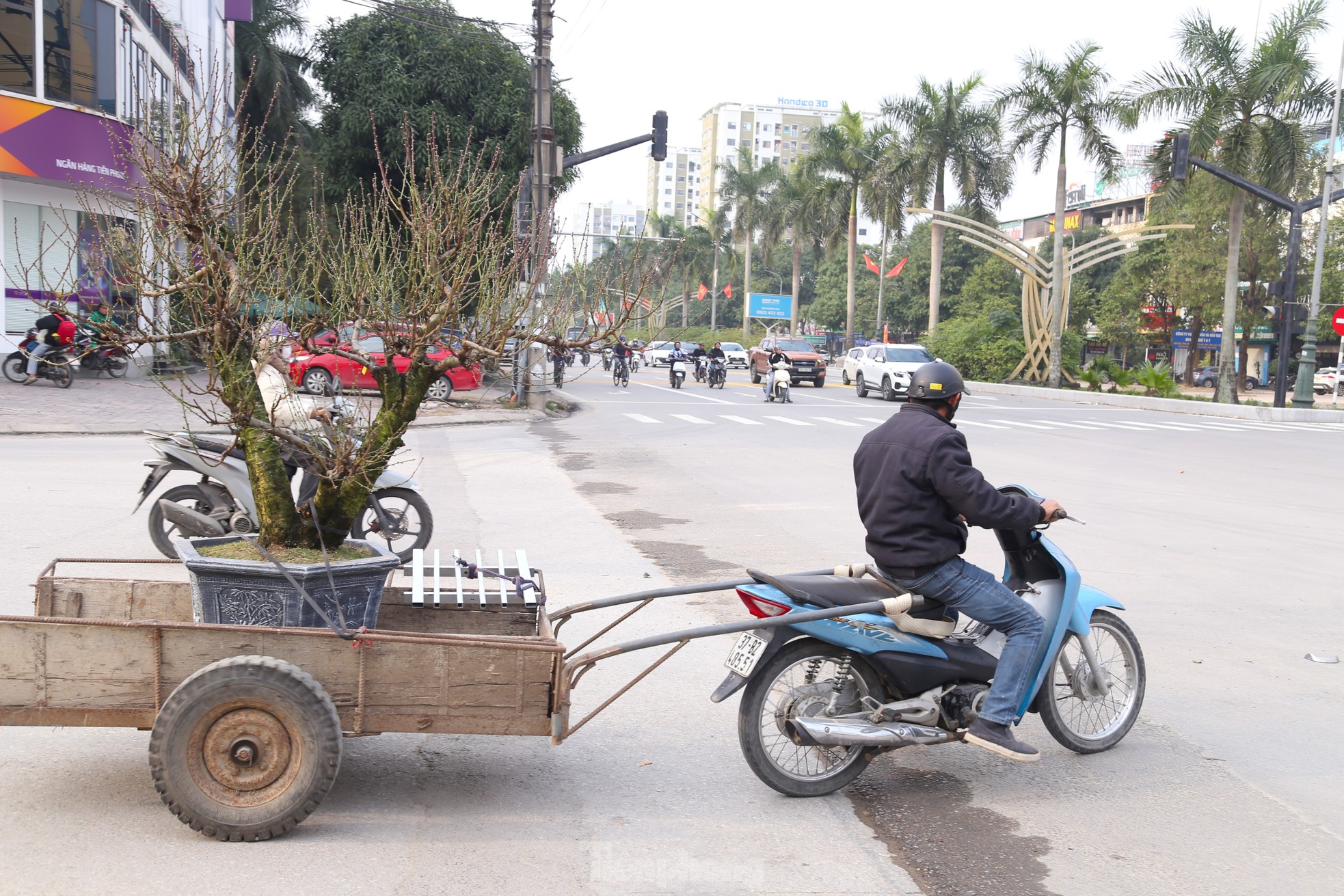 Nhọc nhằn mưu sinh ở vườn đào kiếm nửa triệu đồng mỗi ngày ảnh 12