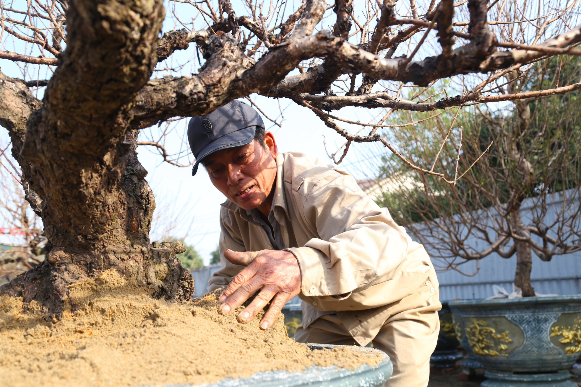 Nhọc nhằn mưu sinh ở vườn đào kiếm nửa triệu đồng mỗi ngày ảnh 4