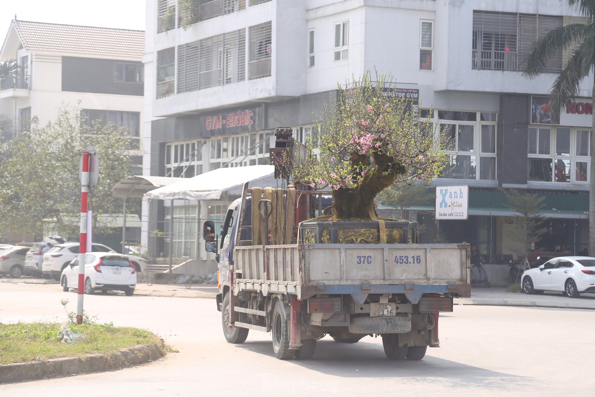 Cận cảnh đào cổ phủ đầy rêu giá 120 triệu, phải dùng cẩu mới vận chuyển được ảnh 11