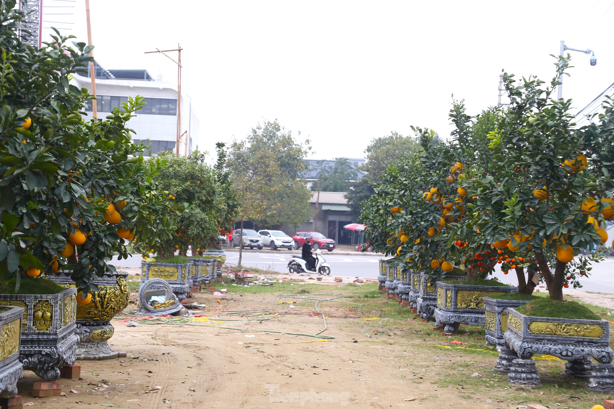 Đào cuốn rêu, bưởi, quýt 'siêu quả' vẫn la liệt bên lề đường sau Tết ảnh 11