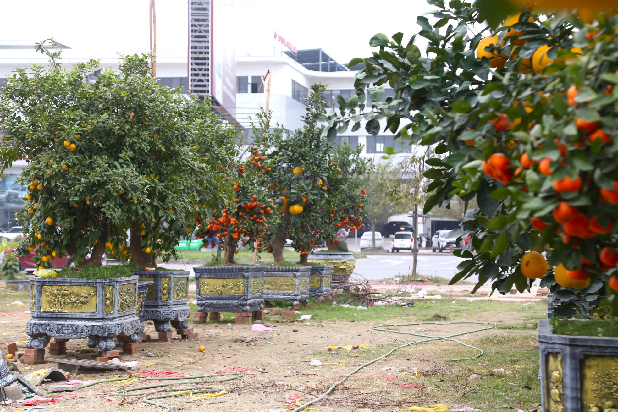 Đào cuốn rêu, bưởi, quýt 'siêu quả' vẫn la liệt bên lề đường sau Tết ảnh 2