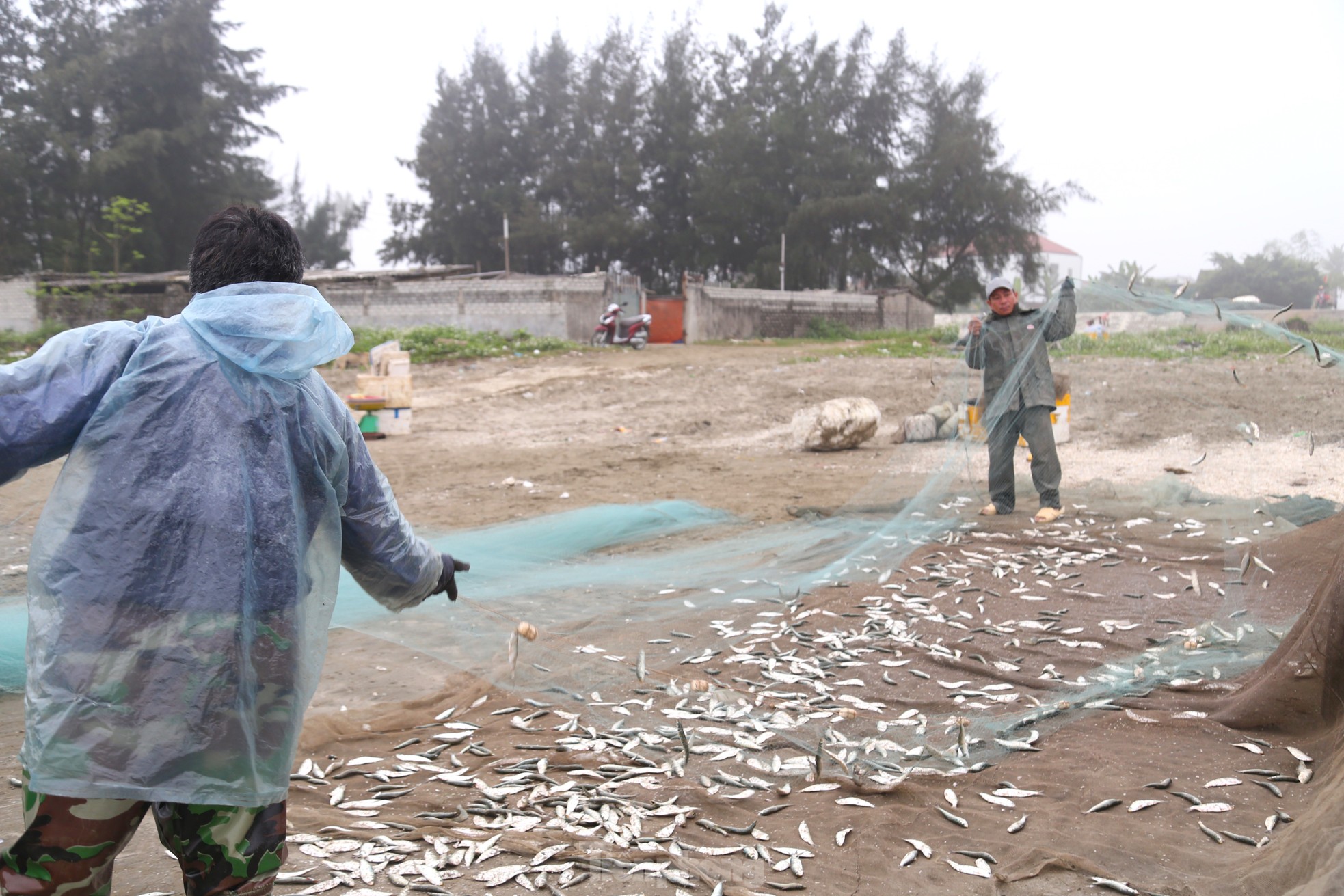 Ngư dân đánh bắt gần bờ, thu tiền triệu trong ngày ảnh 3