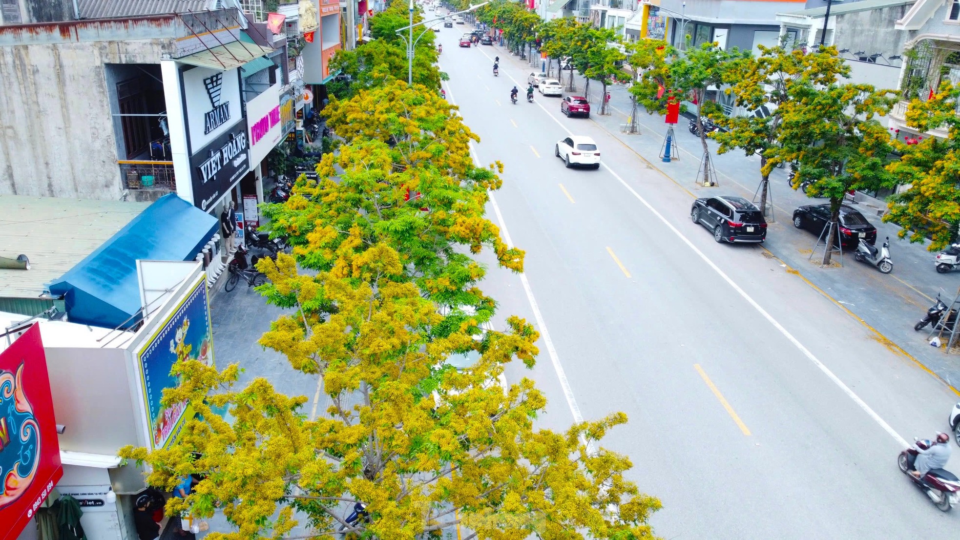 Loài hoa vàng rực, chỉ nở ít ngày gây xao xuyến ảnh 2