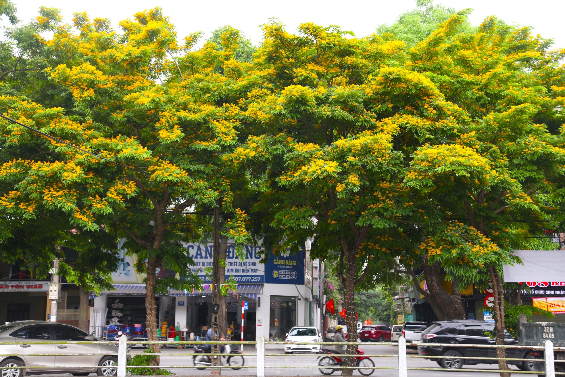 Loài hoa vàng rực, chỉ nở ít ngày gây xao xuyến ảnh 11