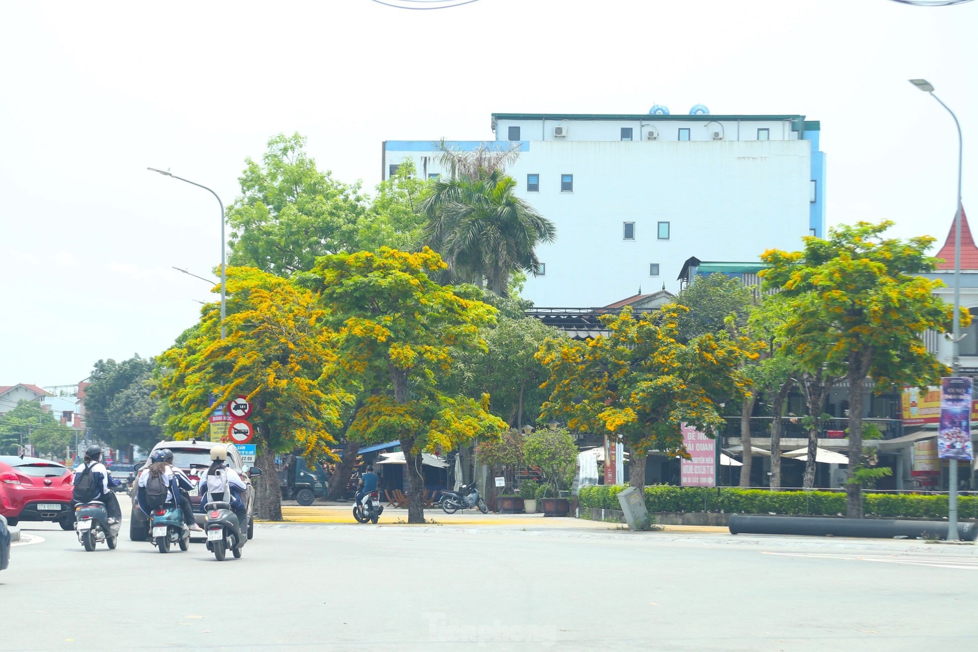 Loài hoa vàng rực, chỉ nở ít ngày gây xao xuyến ảnh 13
