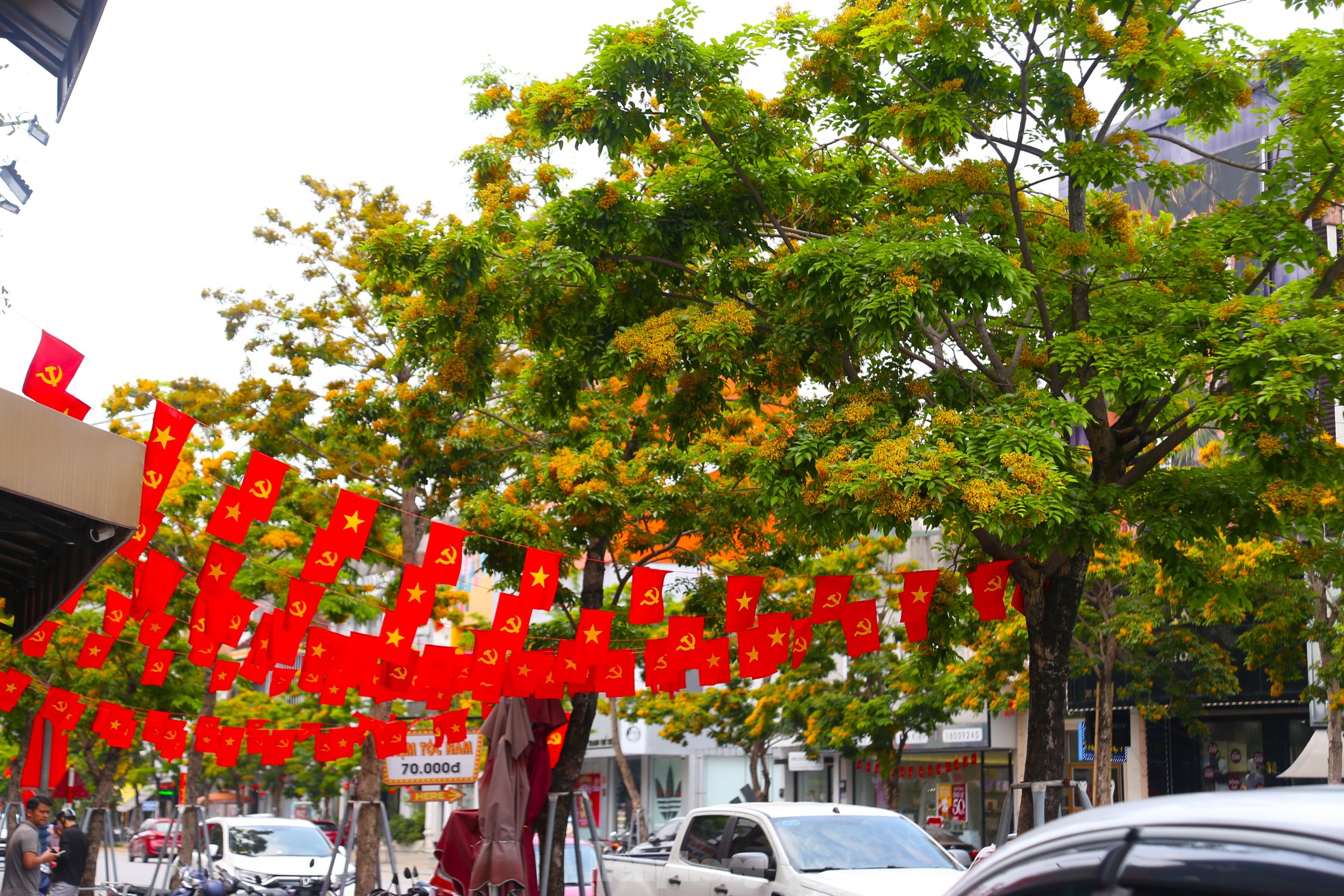 Loài hoa vàng rực, chỉ nở ít ngày gây xao xuyến ảnh 5