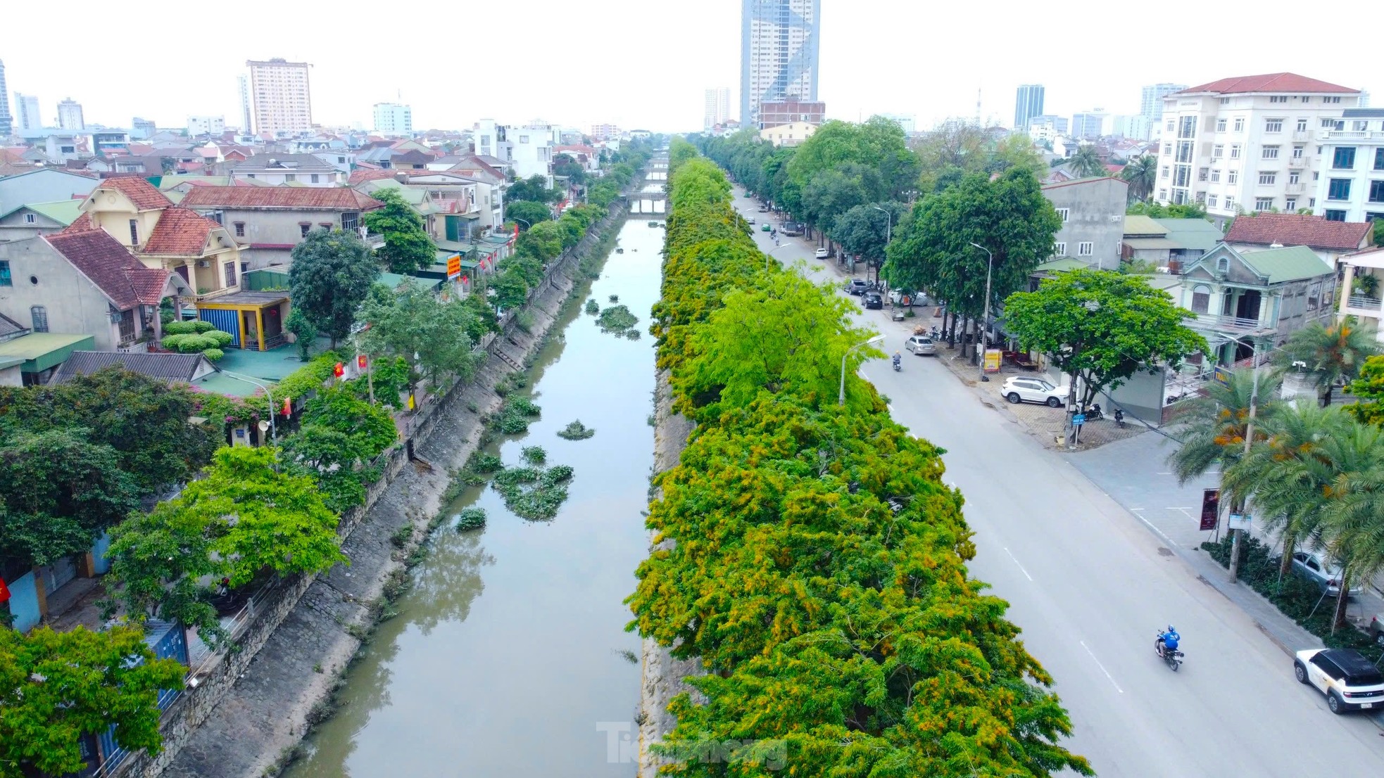 Loài hoa vàng rực, chỉ nở ít ngày gây xao xuyến ảnh 6