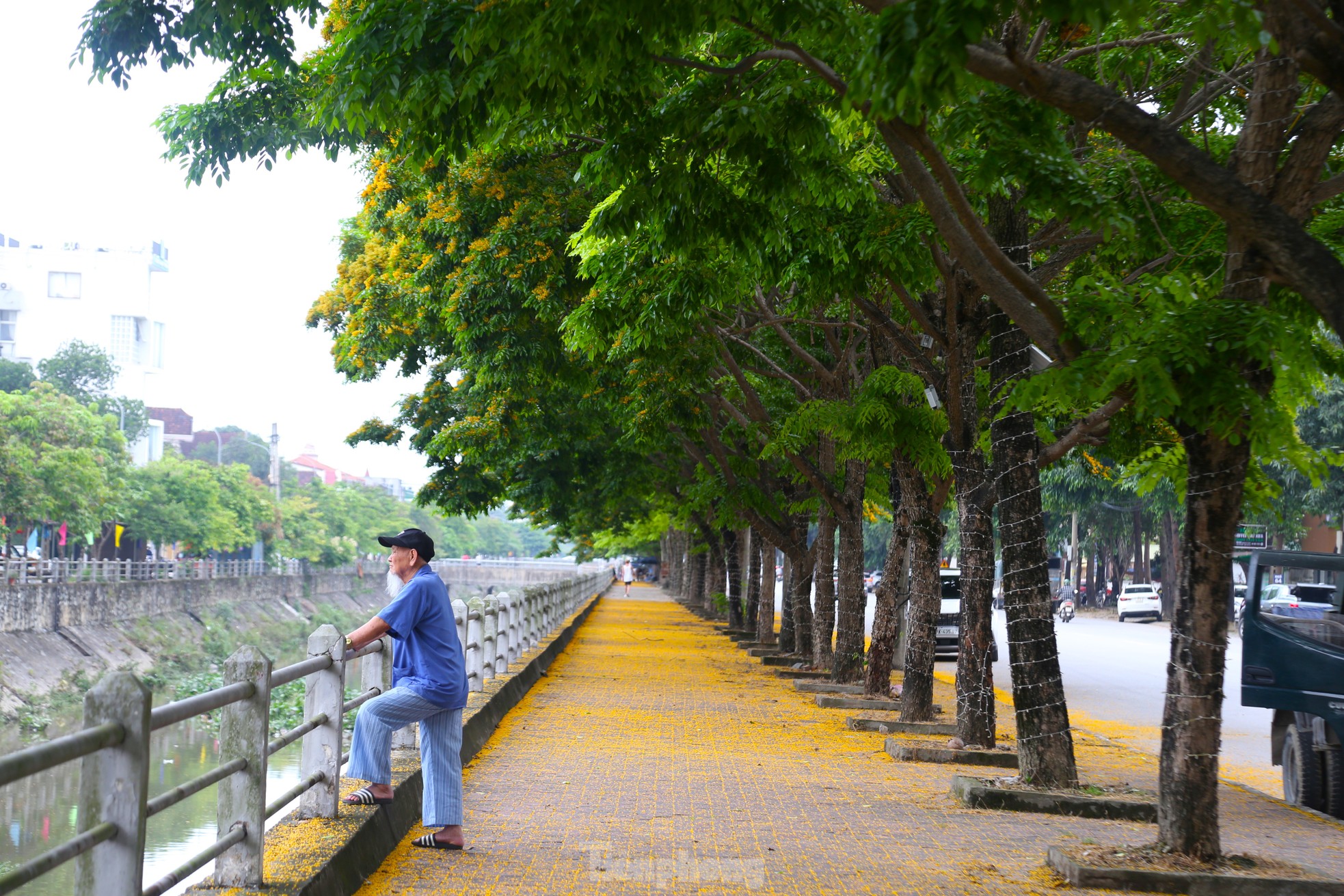 Loài hoa vàng rực, chỉ nở ít ngày gây xao xuyến ảnh 8