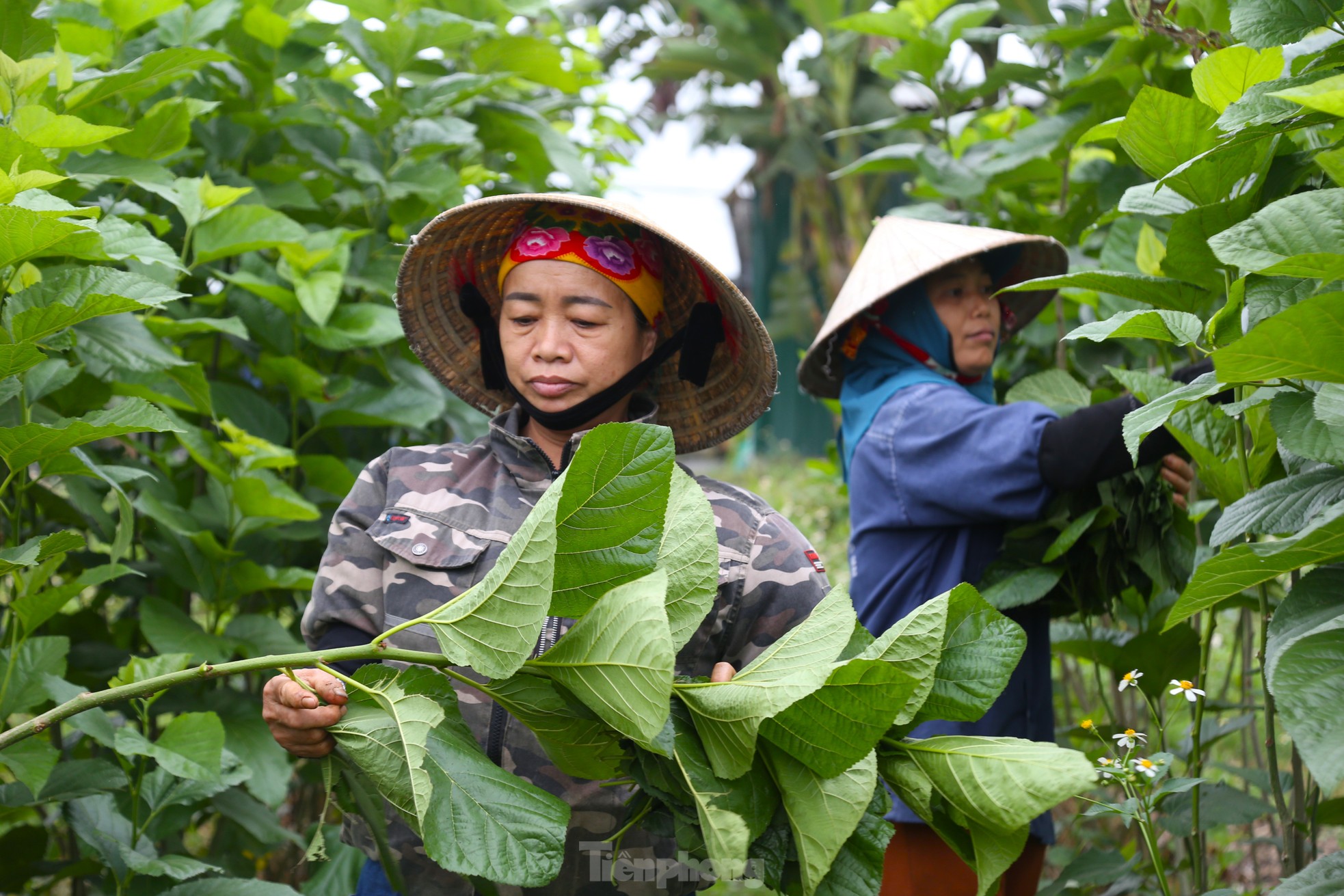 Bí quyết nuôi con 'khó chiều' của người dân ven sông ảnh 4