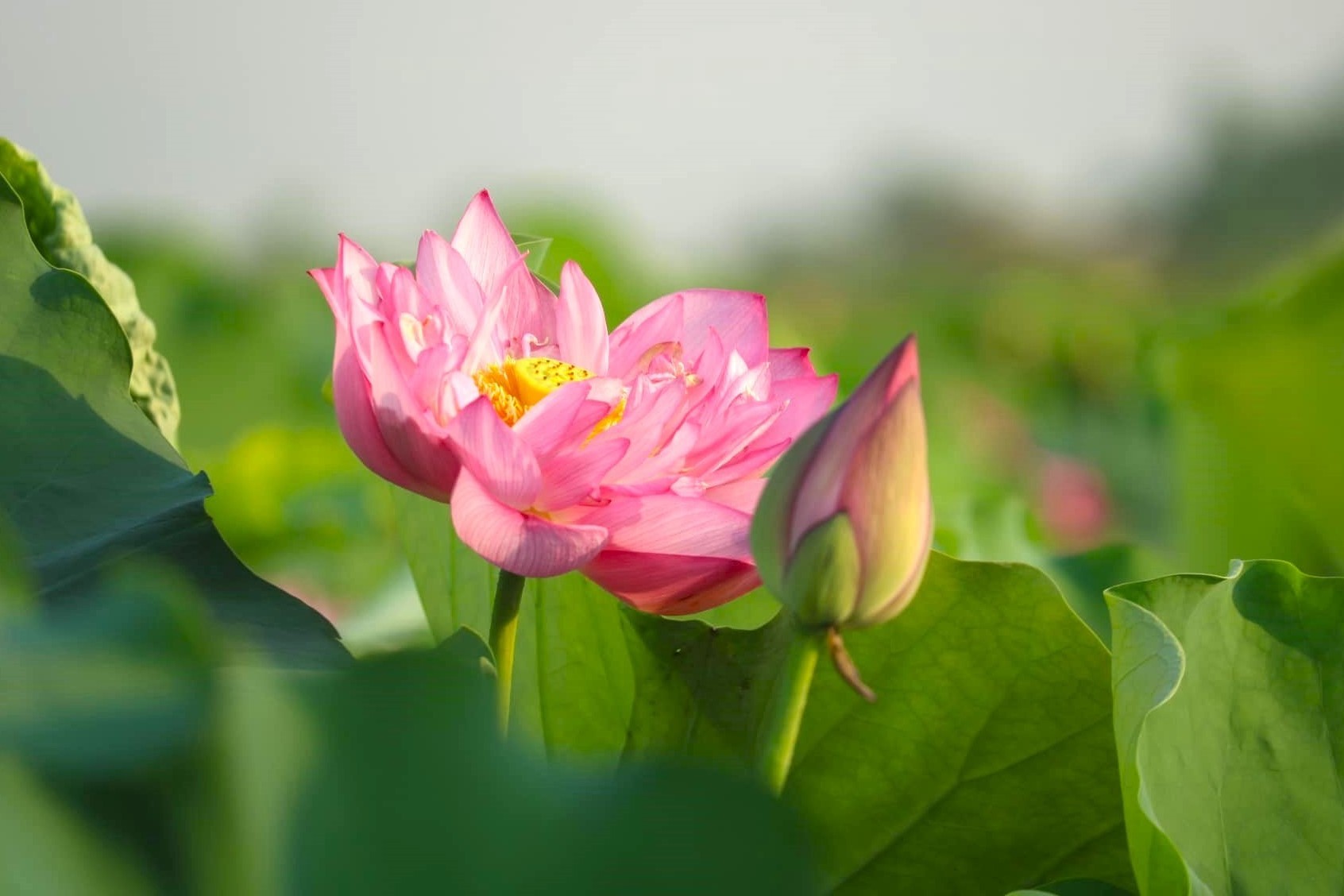 Hoa sen nở rộ dọc lối vào Khu di tích quốc gia đặc biệt Kim Liên ảnh 2