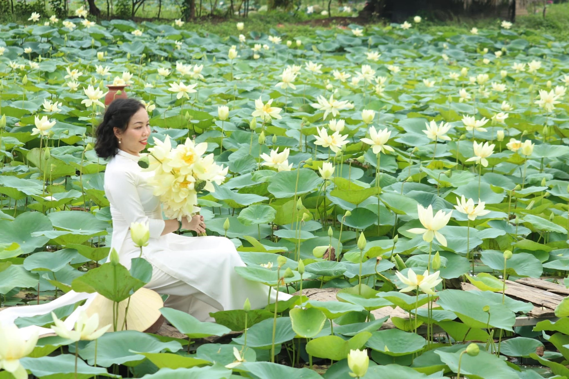 Hoa sen nở rộ dọc lối vào Khu di tích quốc gia đặc biệt Kim Liên ảnh 11