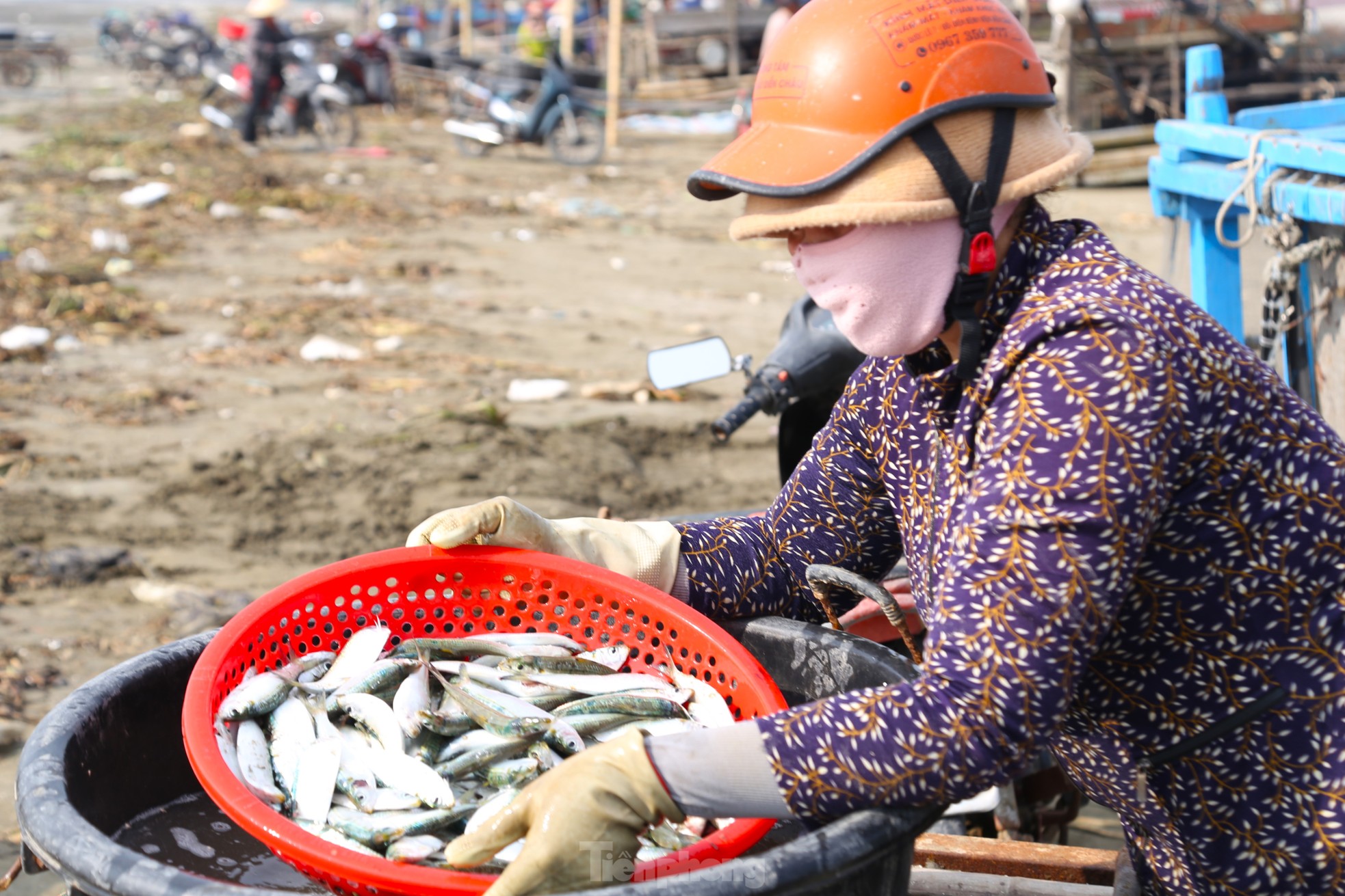 Mỏi tay gỡ cá tươi mỗi sáng, ngư dân Nghệ An thu nhập tiền triệu ảnh 12