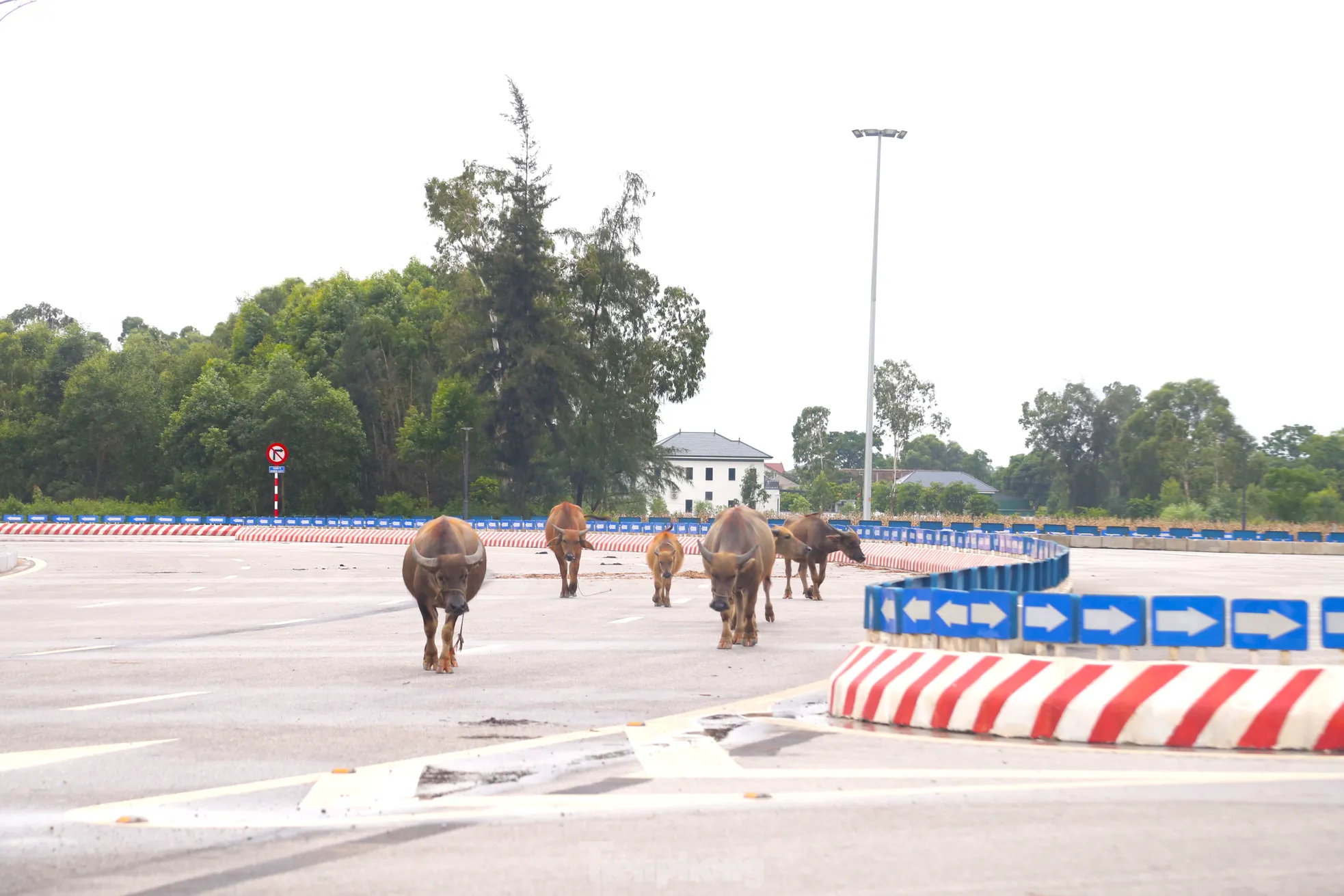 Trâu, bò ‘đi dạo’ trên đại lộ nghìn tỷ ảnh 7