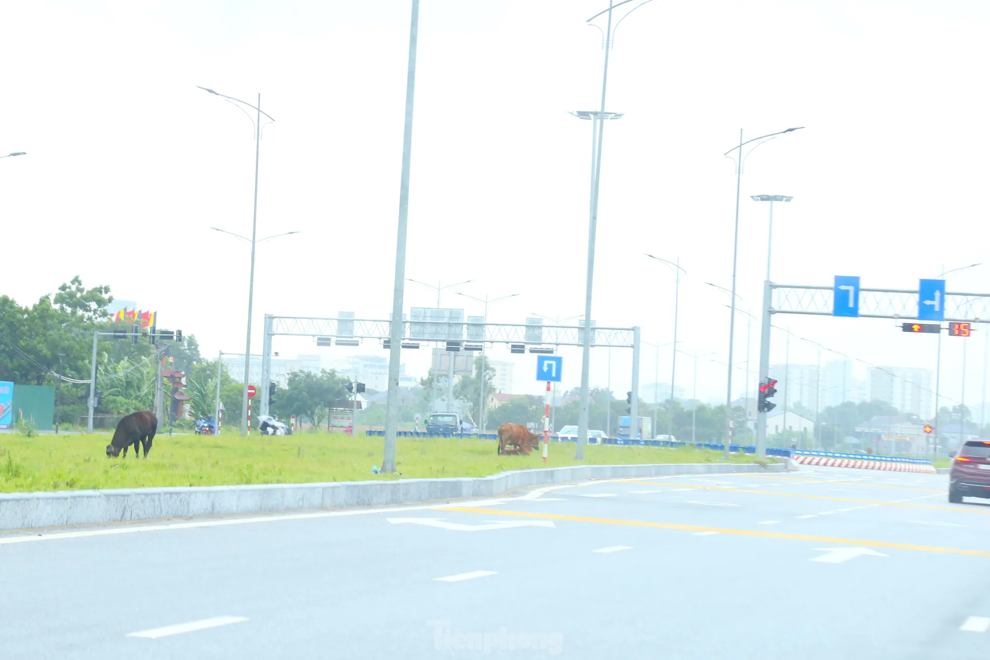 Trâu, bò ‘đi dạo’ trên đại lộ nghìn tỷ ảnh 11