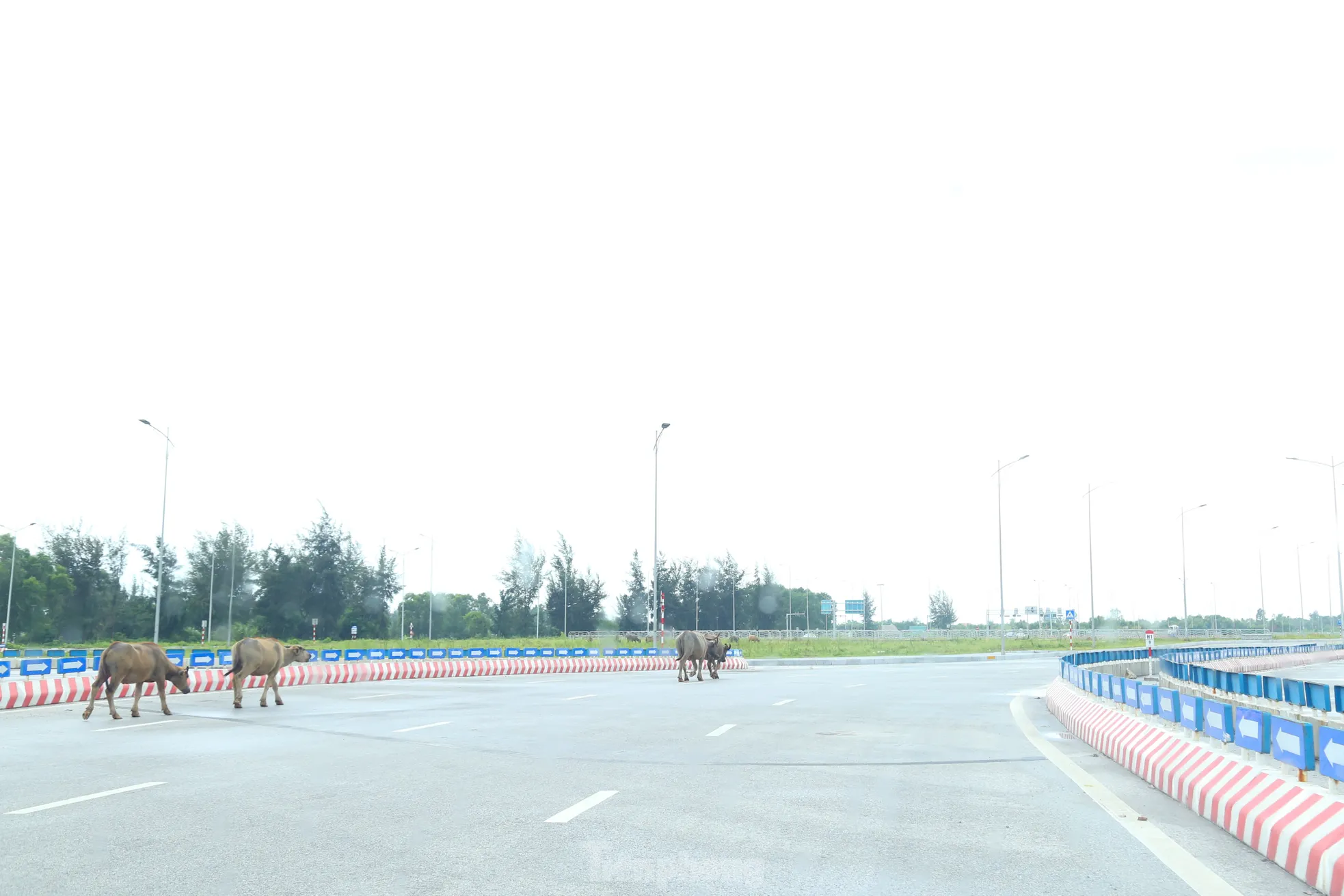 Trâu, bò ‘đi dạo’ trên đại lộ nghìn tỷ ảnh 12