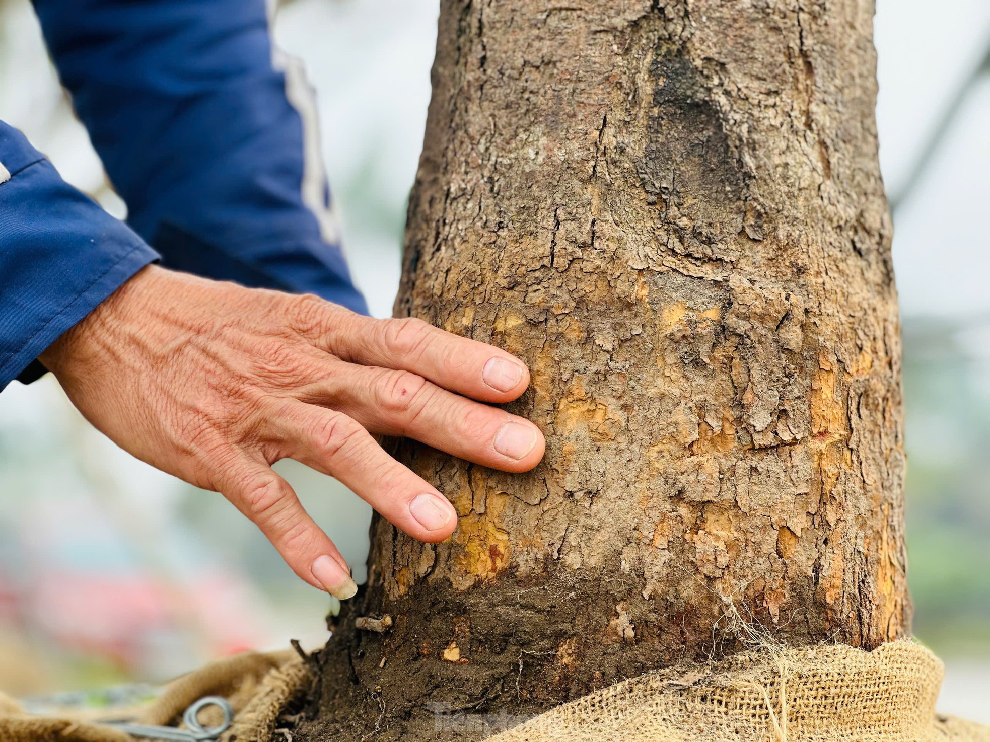 Ngắm những cây mai cổ thụ được ra giá 200 triệu đồng ảnh 7