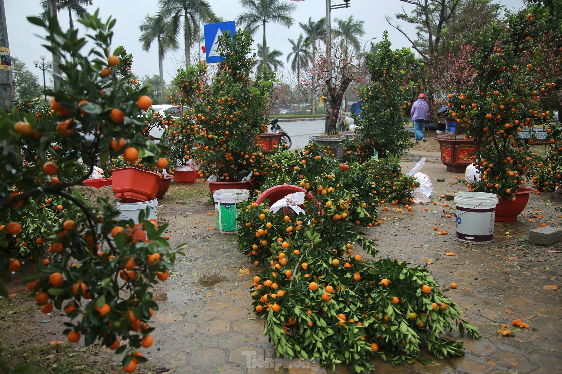 Lý do loạt đào, quất đứng chậu bất ngờ ngã đổ la liệt ảnh 8