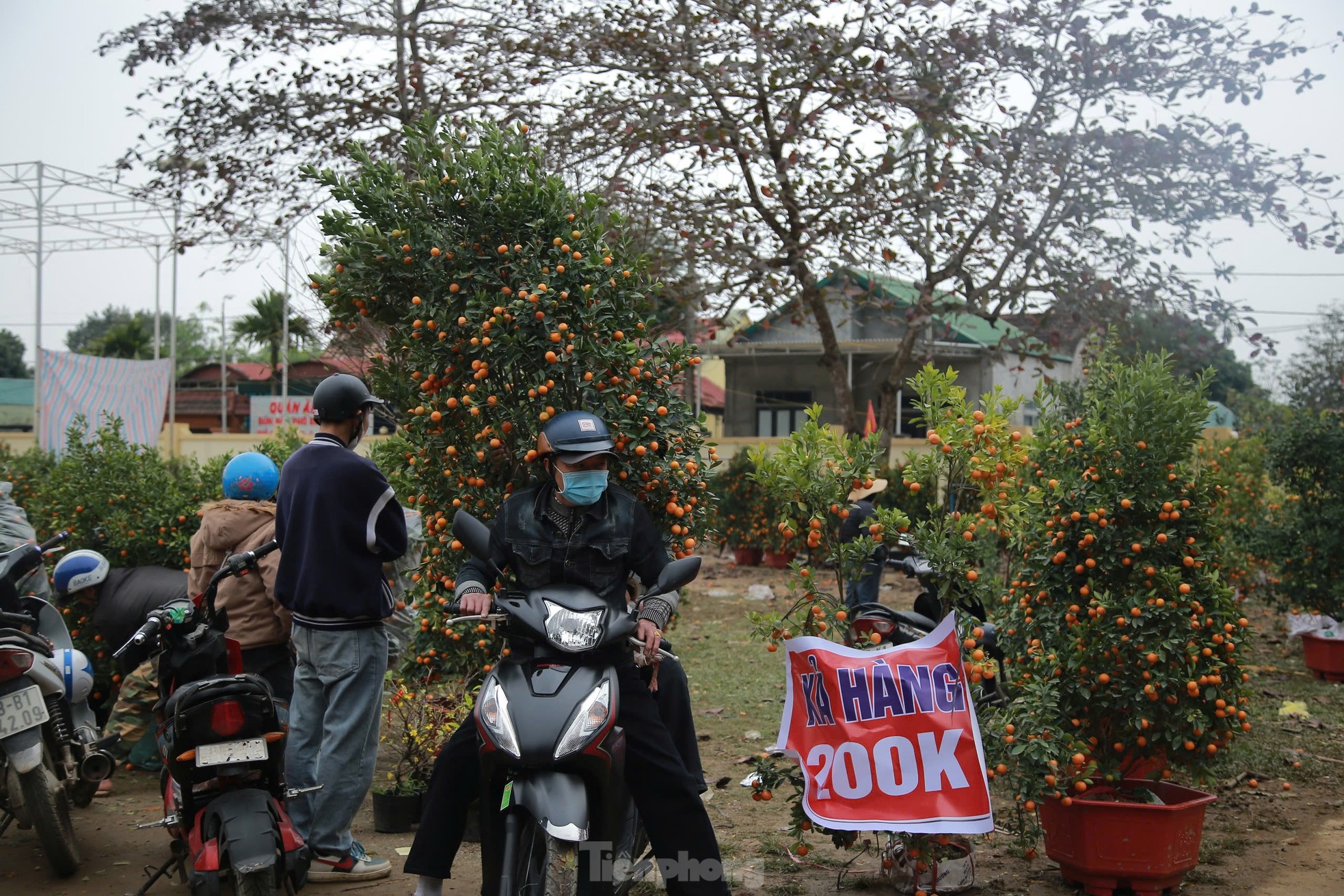 Đào, quất ế ẩm ngày cuối năm, tiểu thương nói 'Tết không vui nổi' ảnh 14