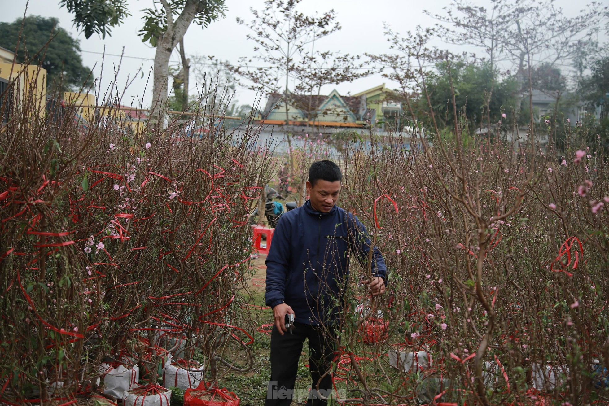 Đào, quất ế ẩm ngày cuối năm, tiểu thương nói 'Tết không vui nổi' ảnh 8