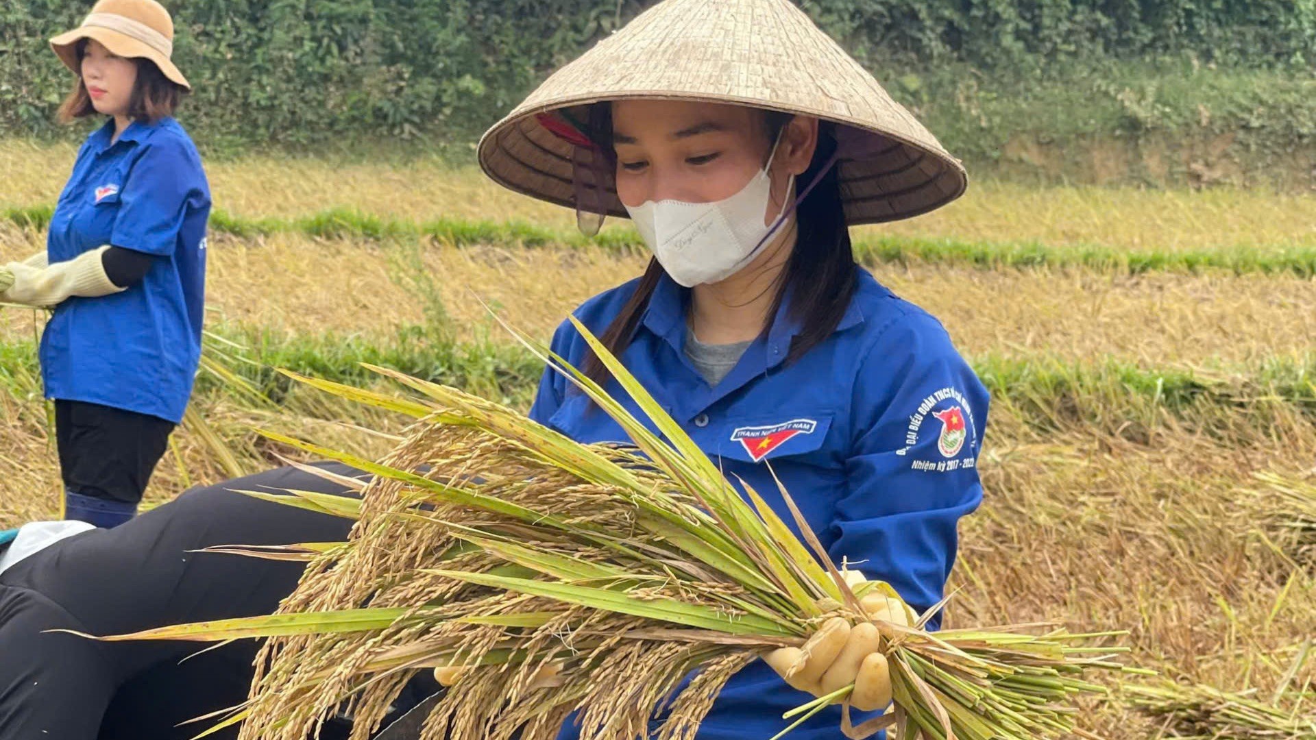Tuổi trẻ Hà Tĩnh xuống đồng gặt lúa hỗ trợ người dân ảnh 2