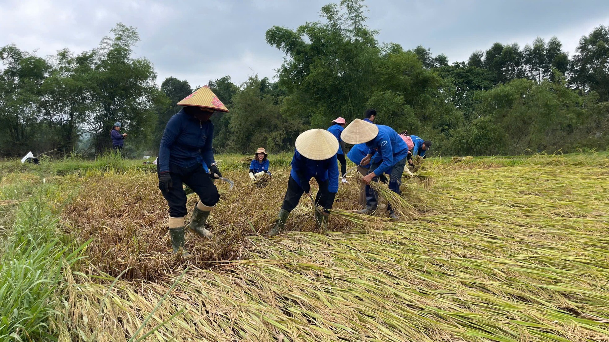 Tuổi trẻ Hà Tĩnh xuống đồng gặt lúa hỗ trợ người dân ảnh 3