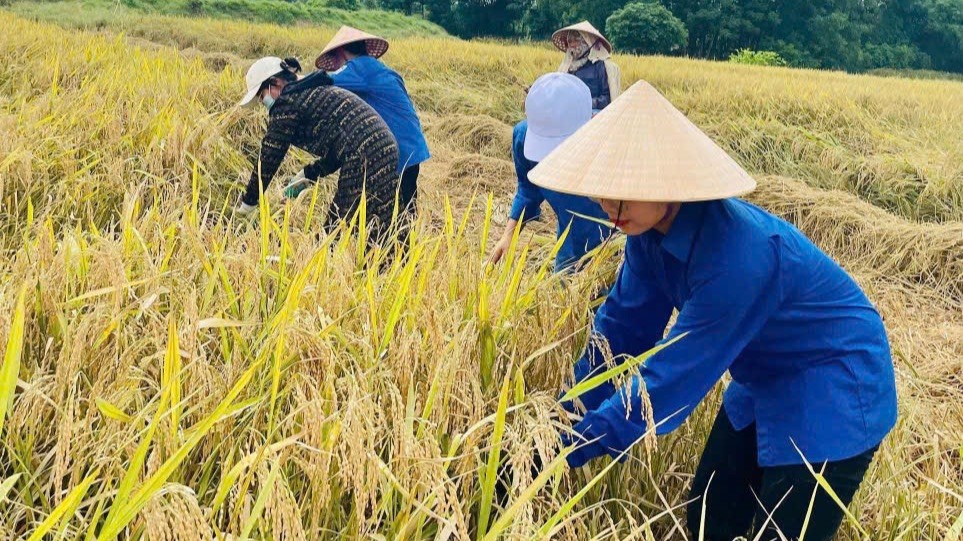 Tuổi trẻ Hà Tĩnh xuống đồng gặt lúa hỗ trợ người dân ảnh 8