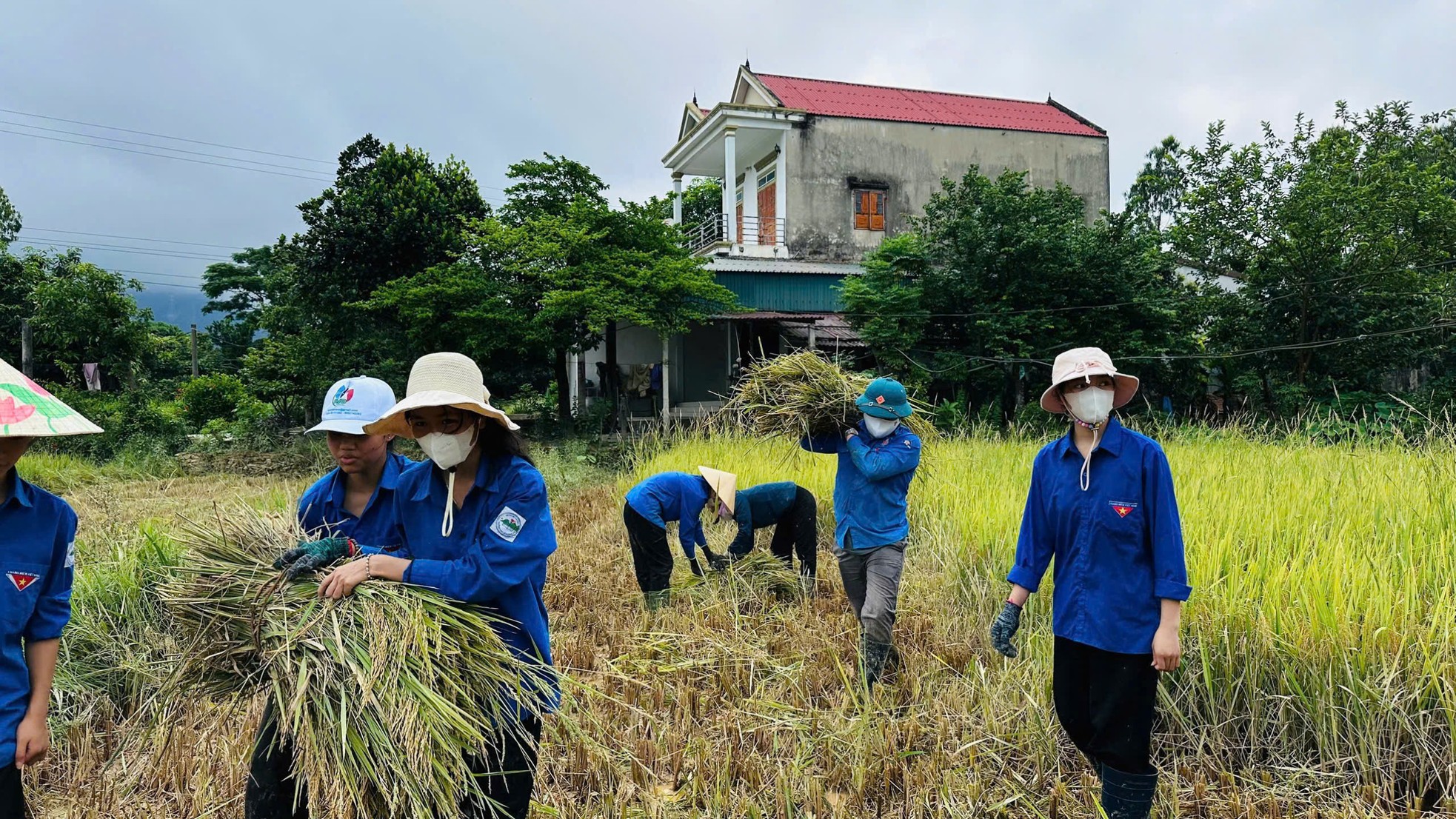 Tuổi trẻ Hà Tĩnh xuống đồng gặt lúa hỗ trợ người dân ảnh 11